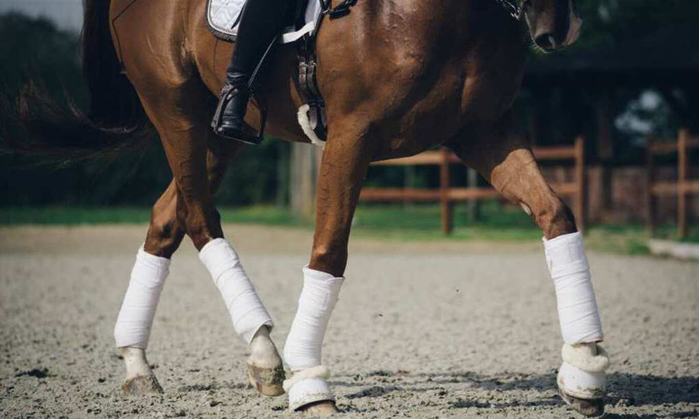 Bandaging a horse correctly How it s done Horze Magazine