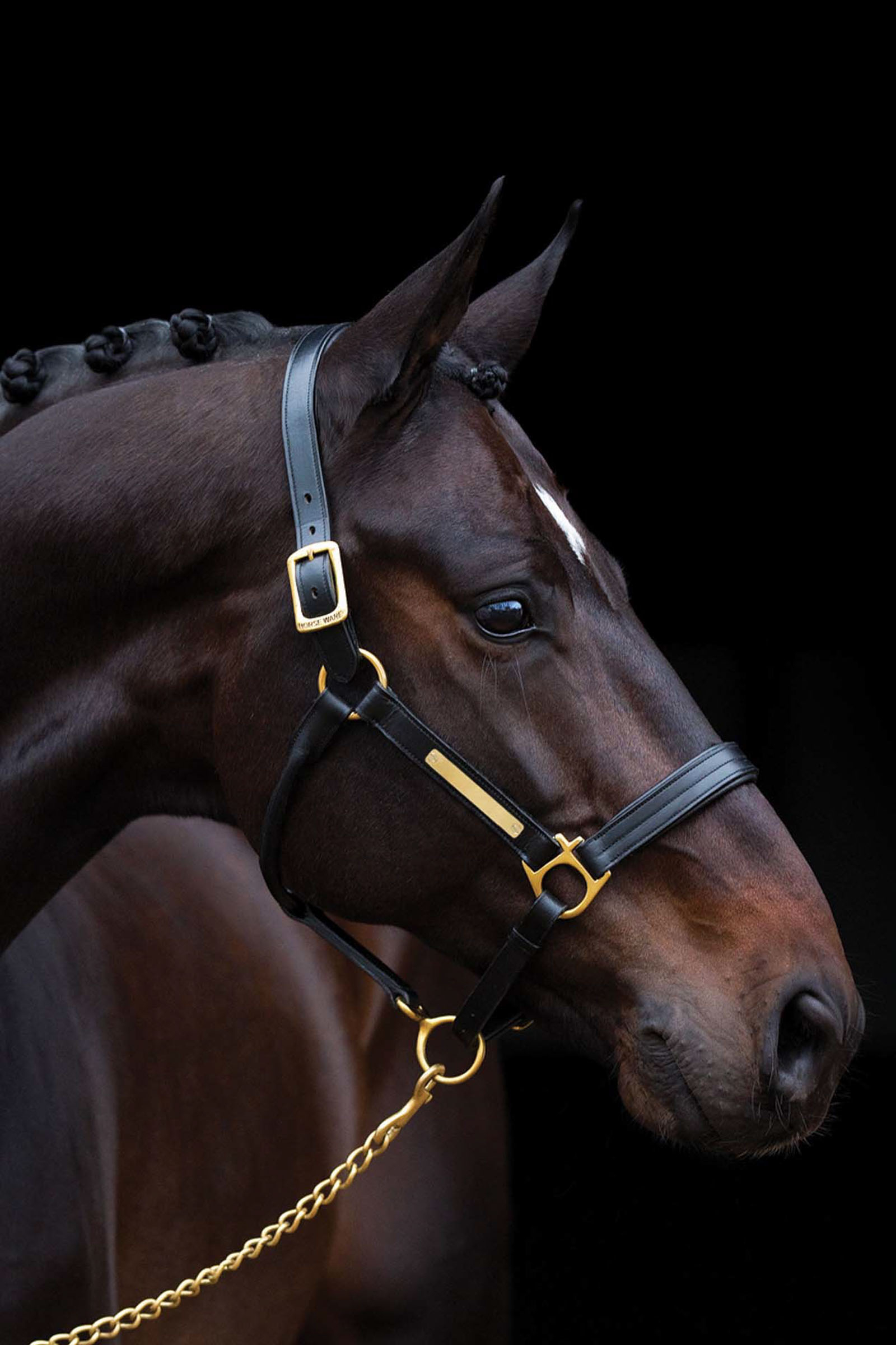 Engraved headcollar top