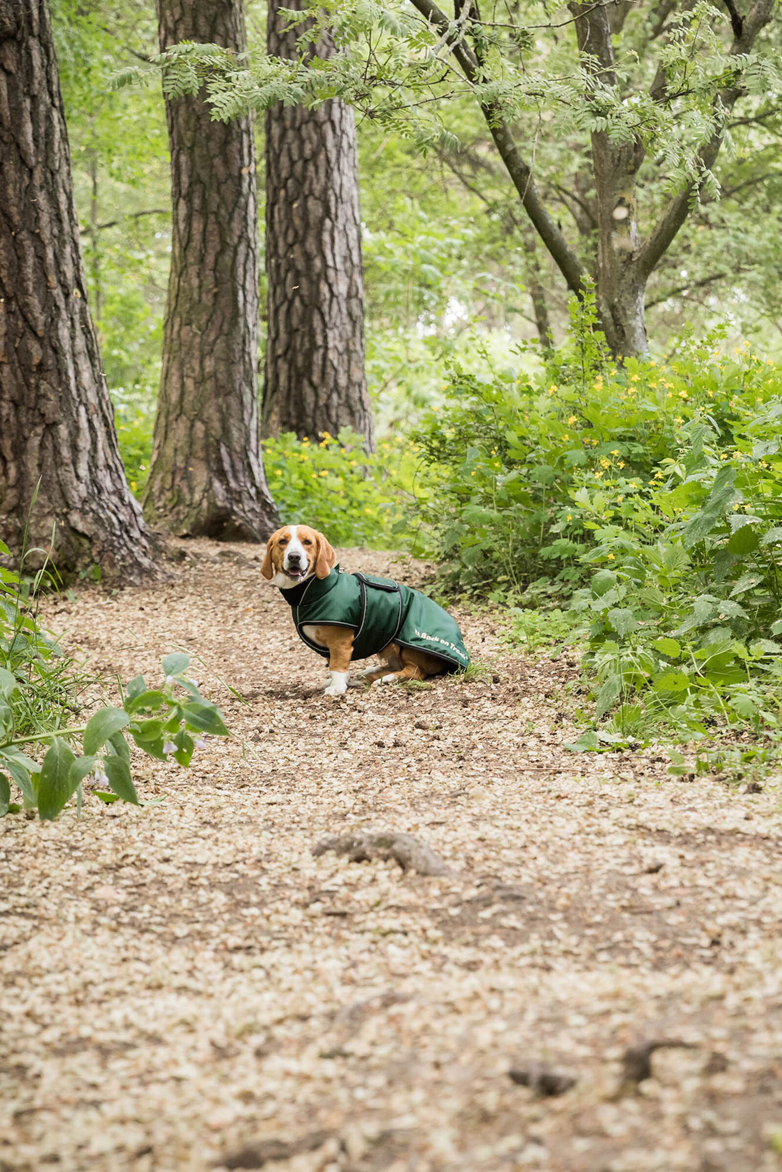 Mark todd waterproof incredible dog coat