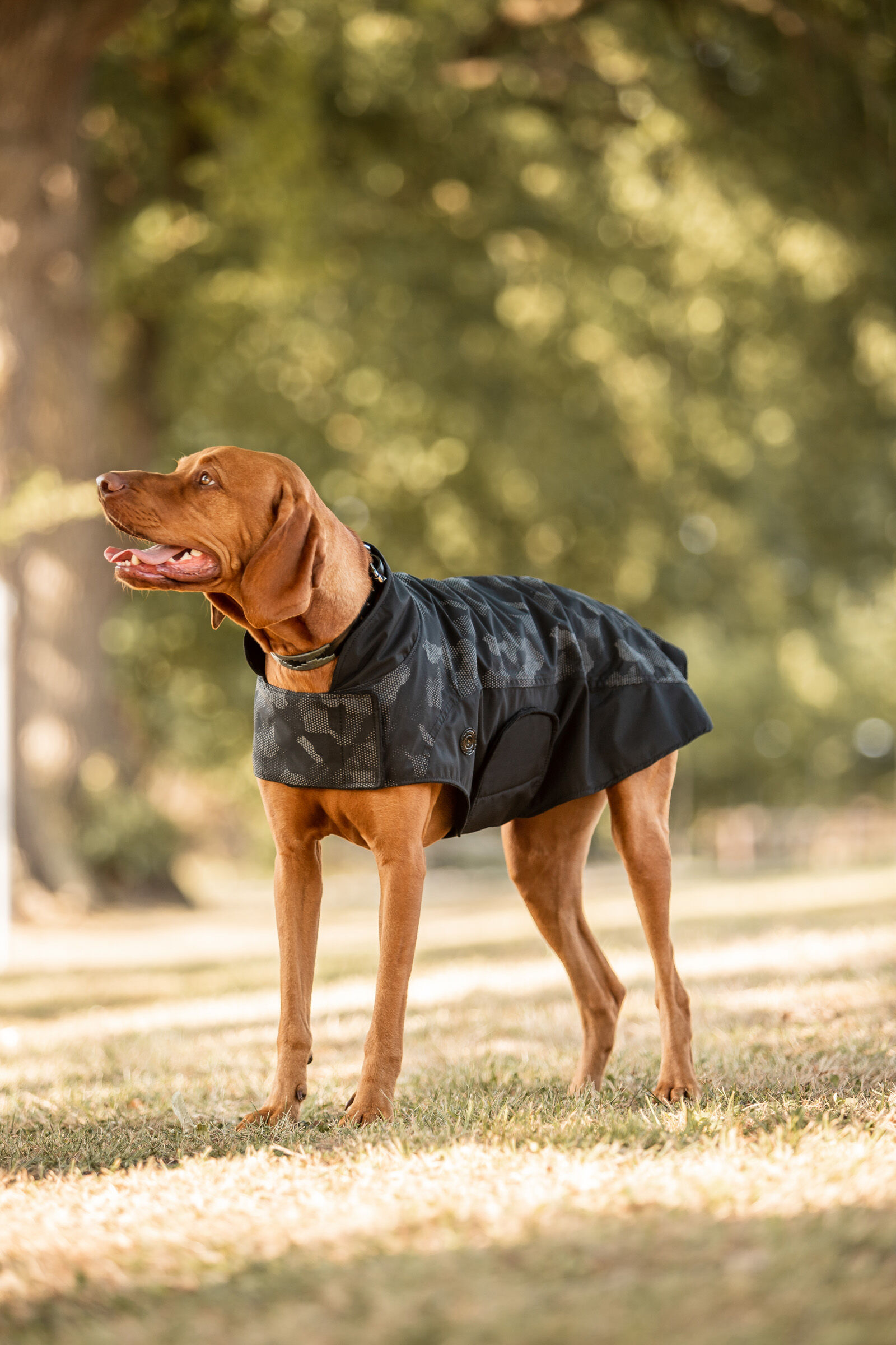 Waterproof fleece sales lined dog coat
