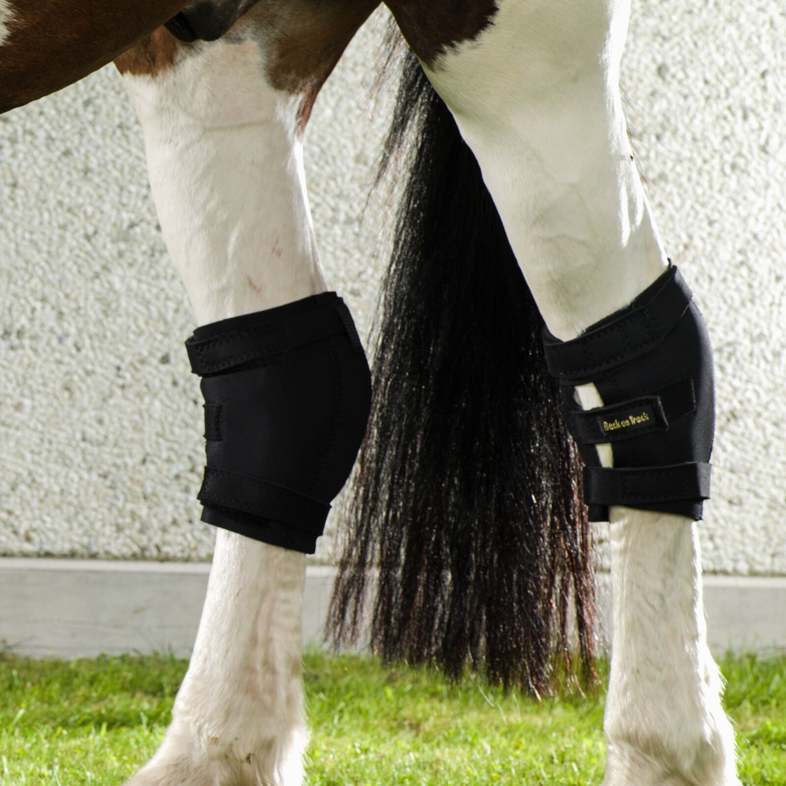Back on clearance track hock
