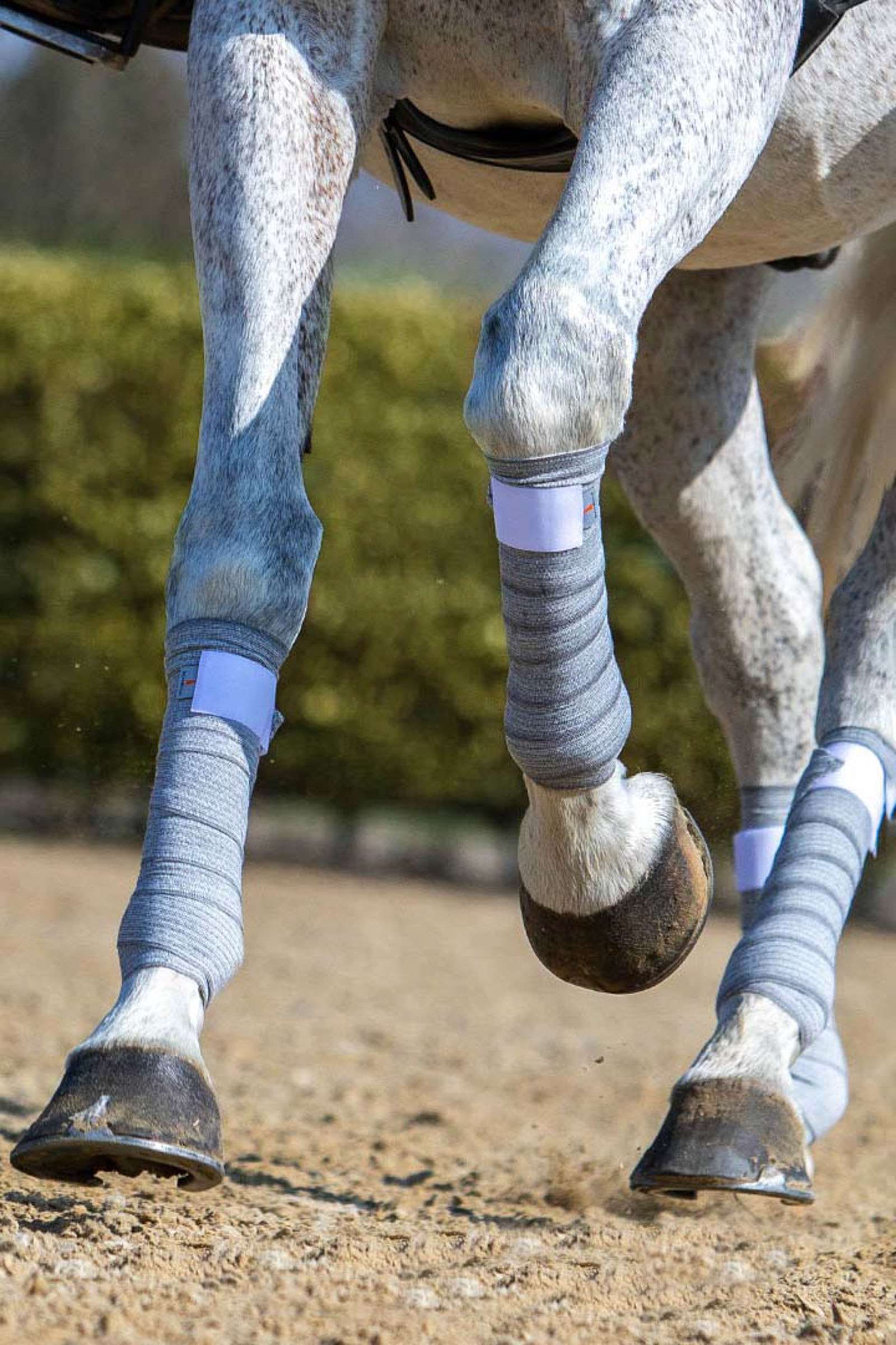 equine leg wraps