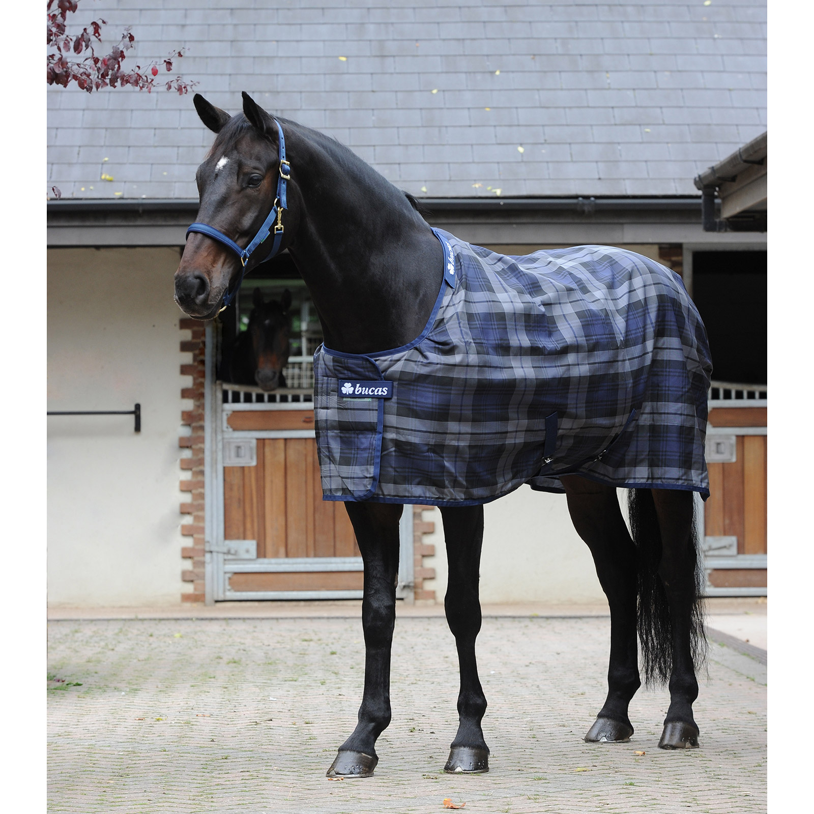 Airfield flyde over Maestro Buy Bucas Celtic Stable Extra rug | horze.com