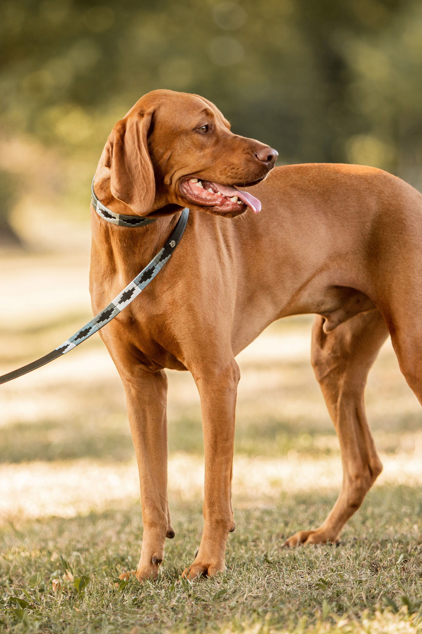 Horze Polo Dog Leash
