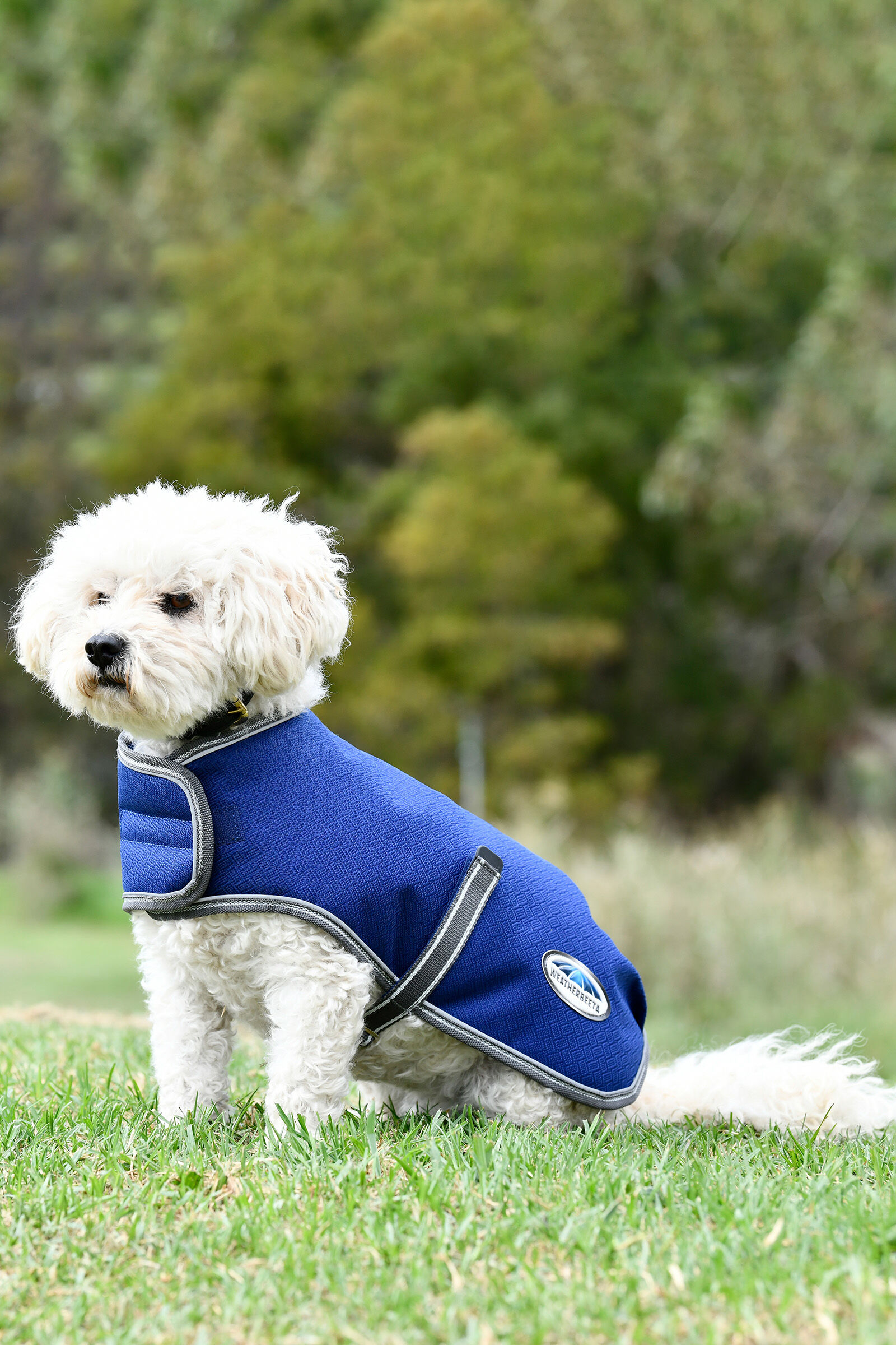 Weatherbeeta reflective 2025 dog coat