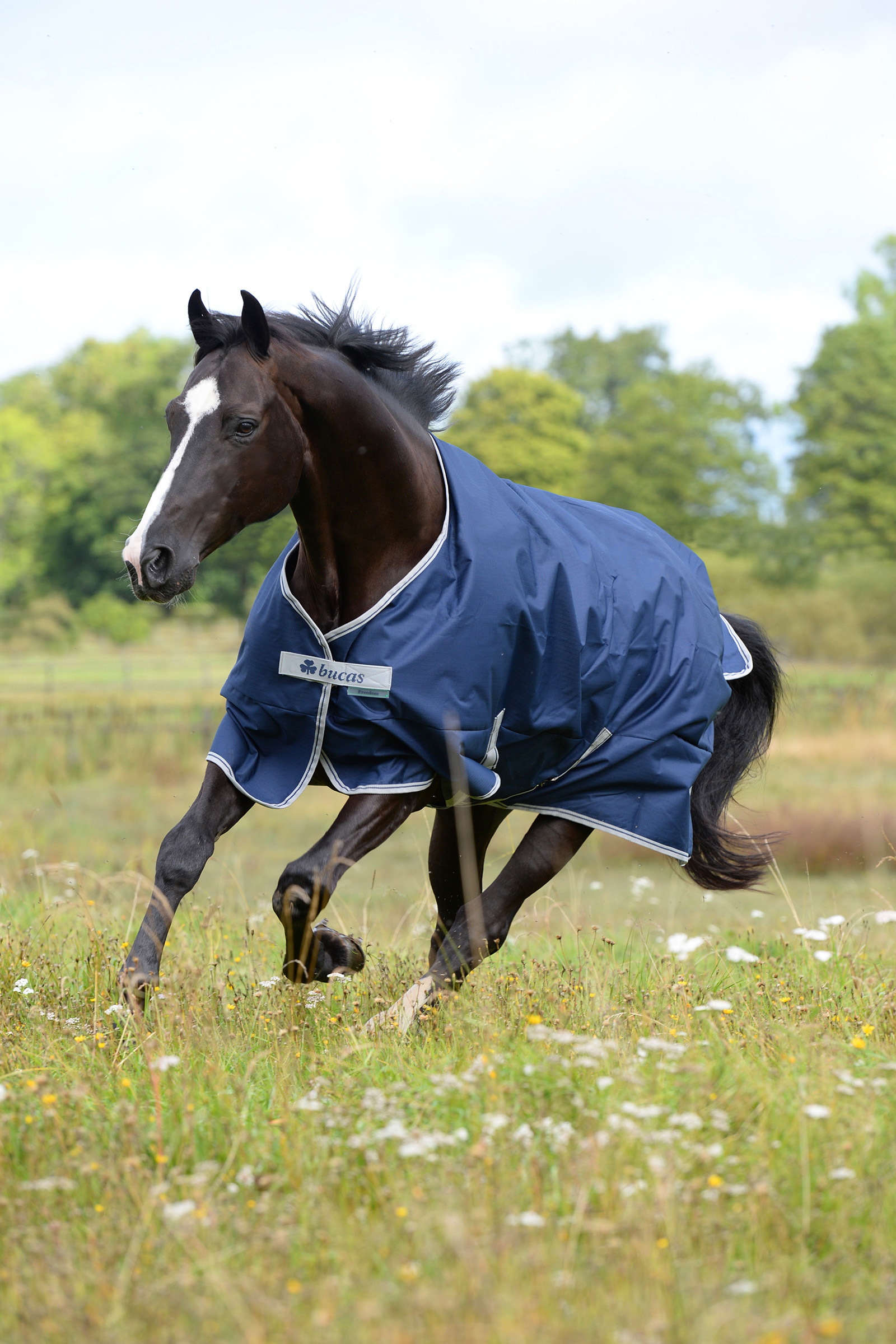 Pasture Mundtlig Overlegenhed Buy Bucas Freedom Turnout 150g, pony rug | horze.com