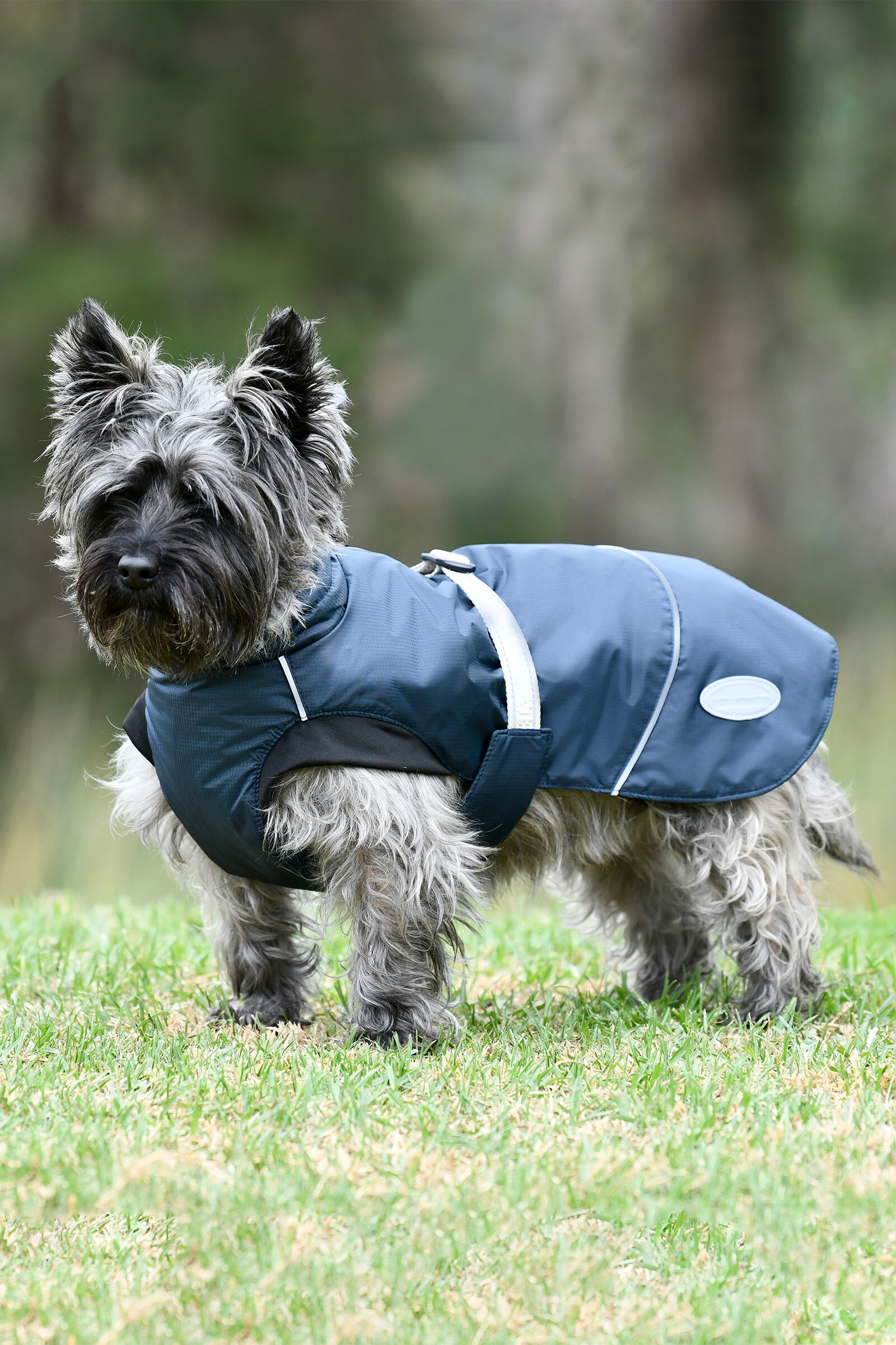 Weatherbeeta dog raincoat top