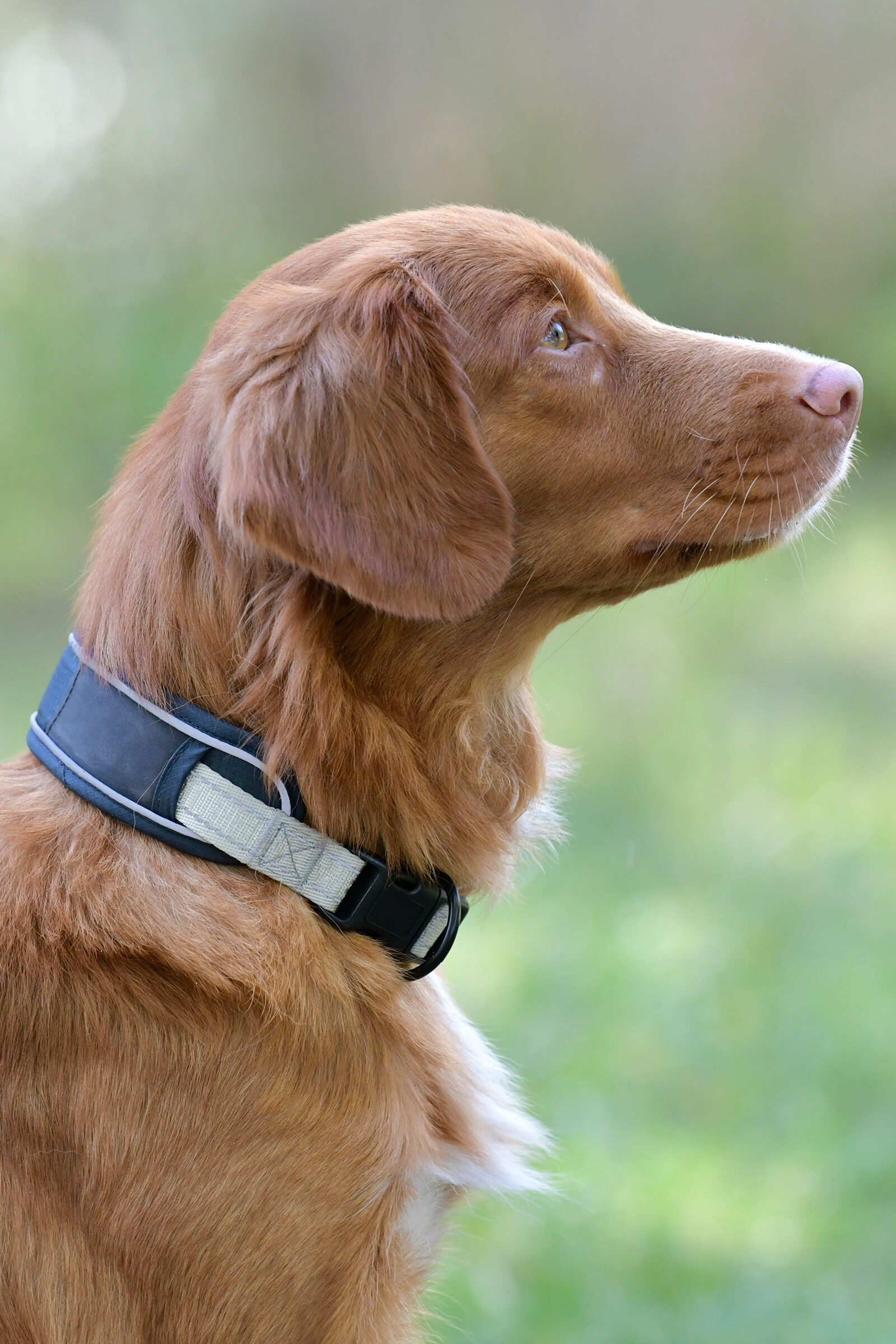 Weatherbeeta dog hotsell collar