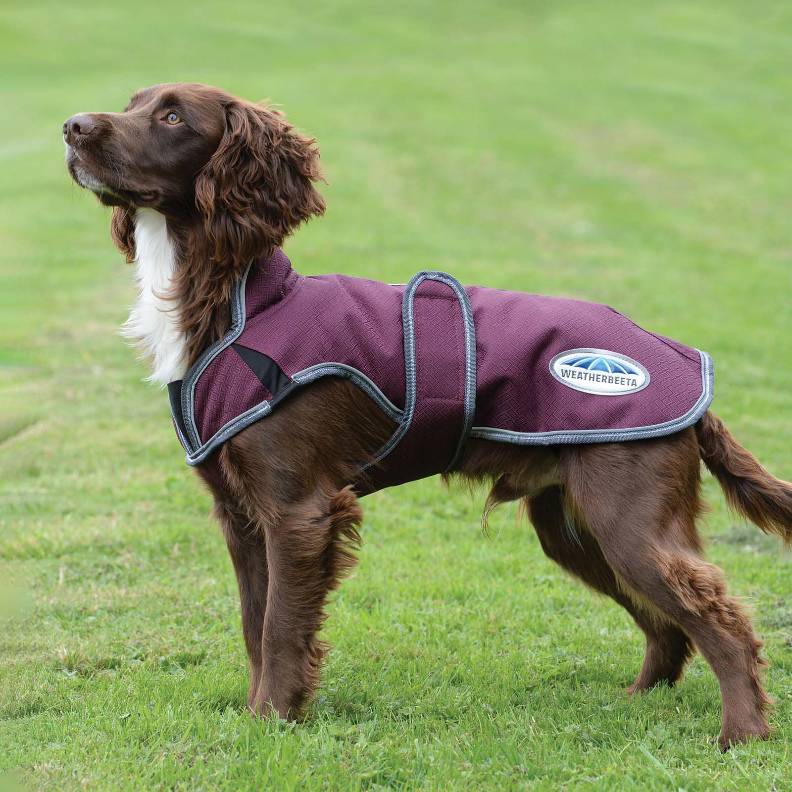 Buy Weatherbeeta Comfitec Premier Free Parka Deluxe Dog Coat 220g