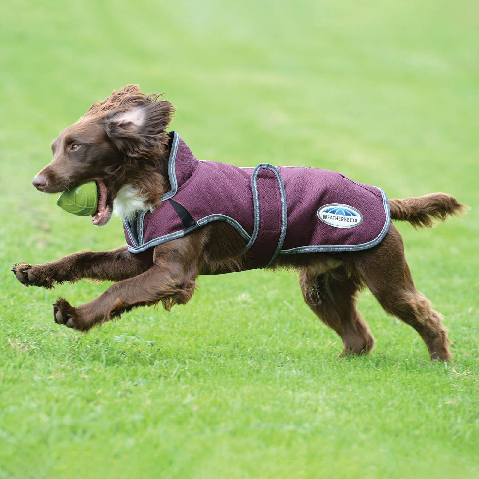Weatherbeeta deluxe dog coat discount