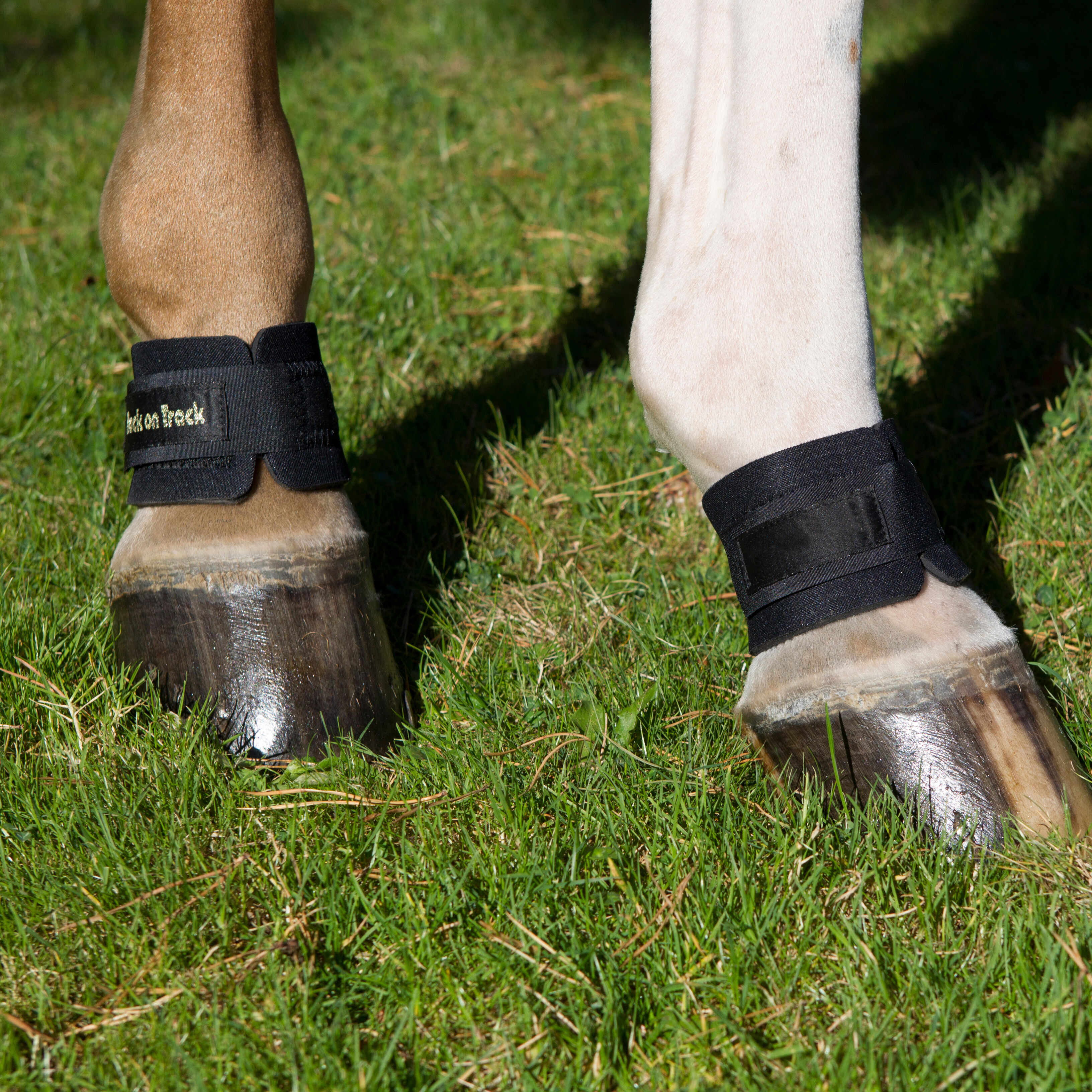 Springschoenen Back On Track