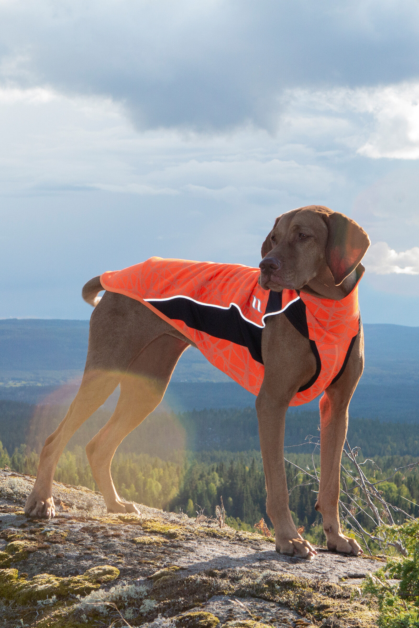 Back on Track Eddie High-Visibility Hundtröja, 60-70cm, OR/B, 60