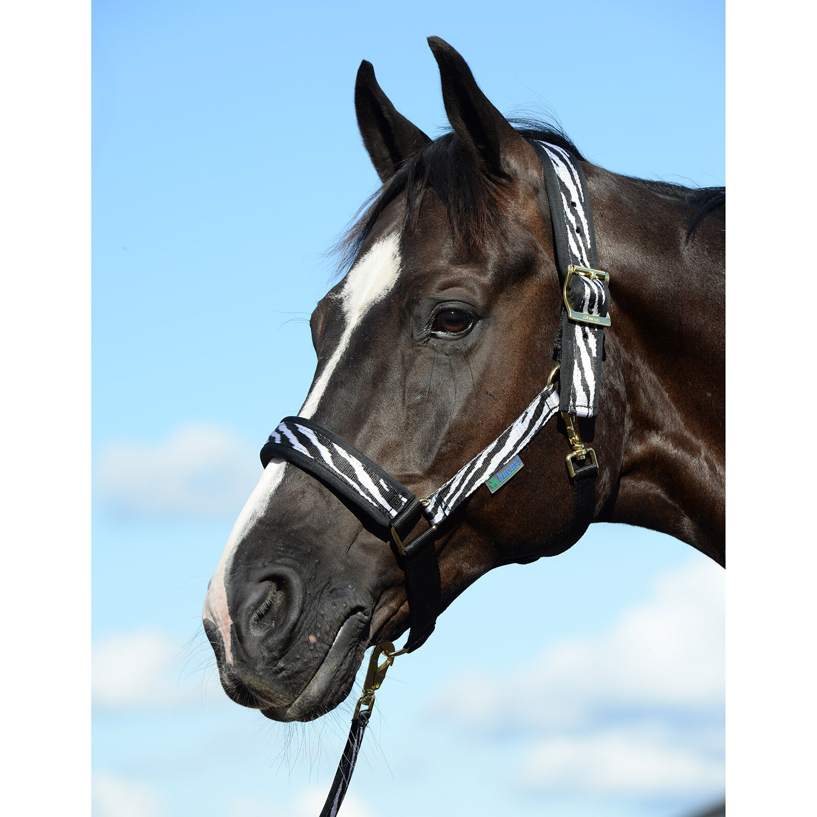 Bucas Comfort grimma