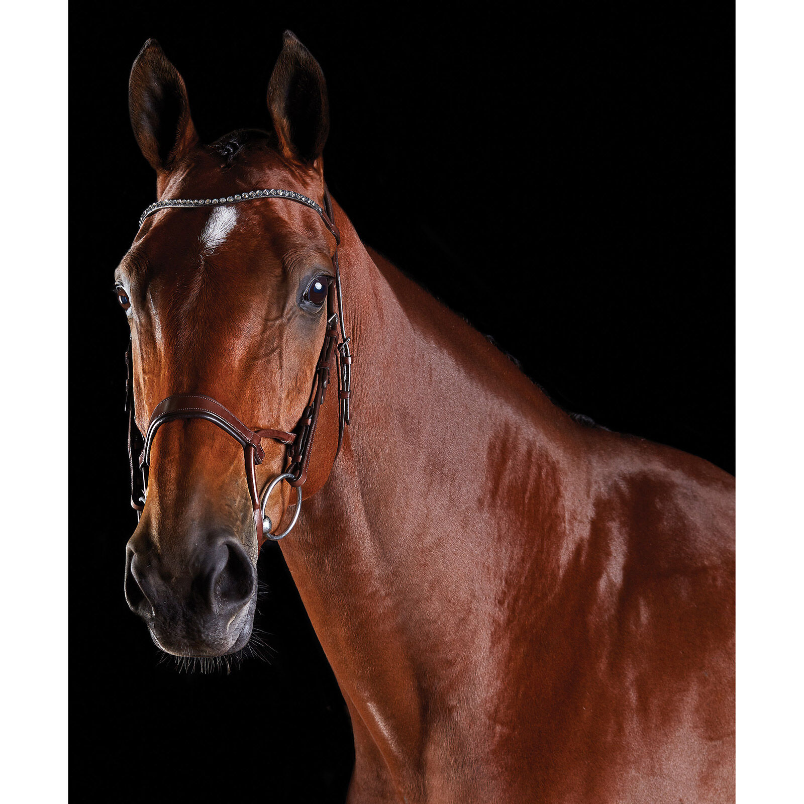 Bridon avec cristaux Collegiate ComFiTec, Brown, C