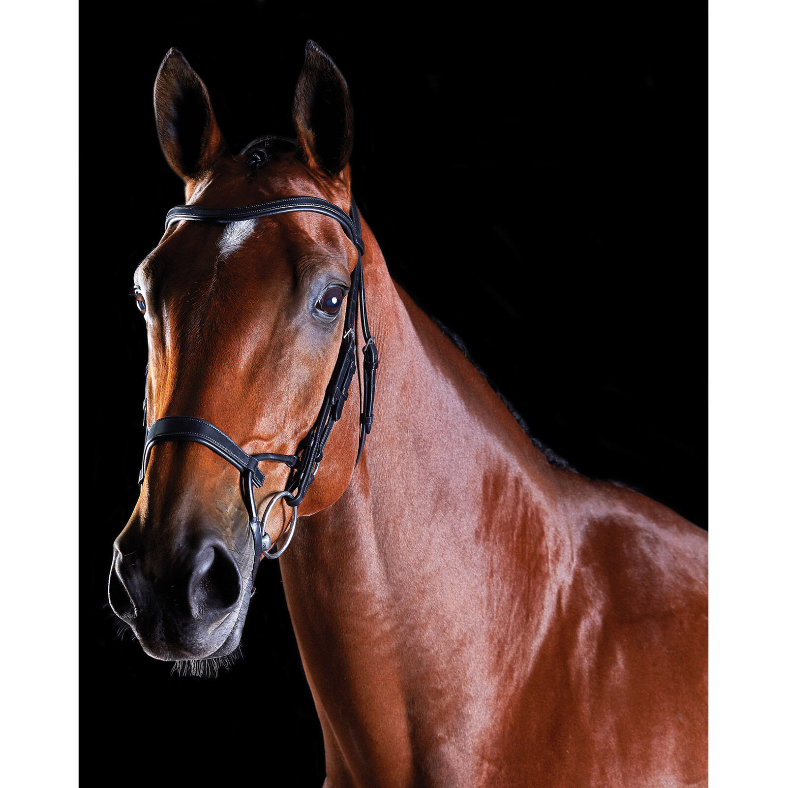 Collegiate ComFiTec Training Bridle, Black, F