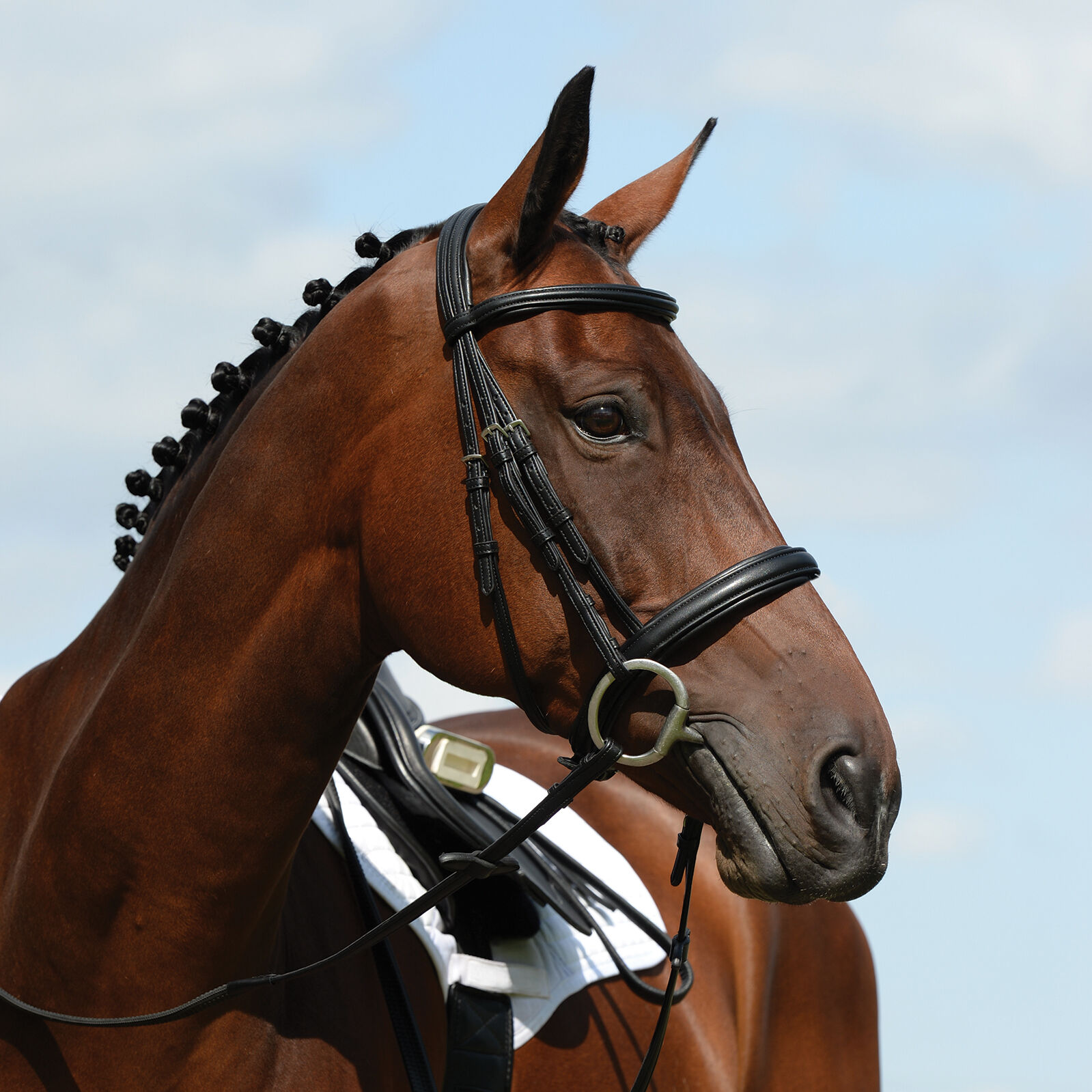 Collegiate Syntovia+ Padded Raised Cavesson Bridle, Black, F
