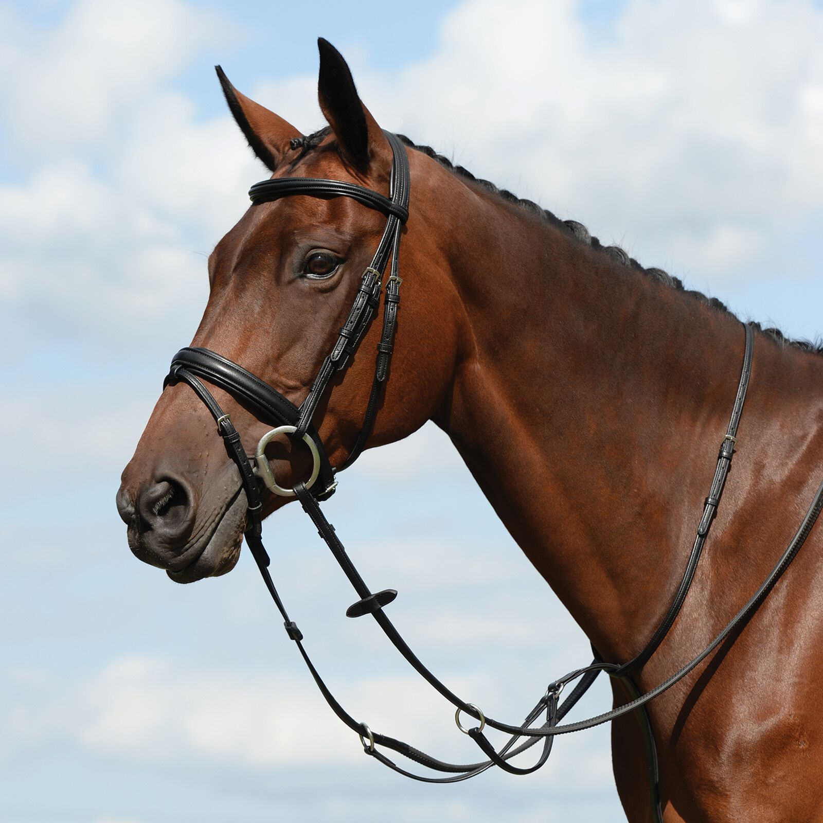 Collegiate Syntovia+ Plain Flat Running Martingale, Black, F