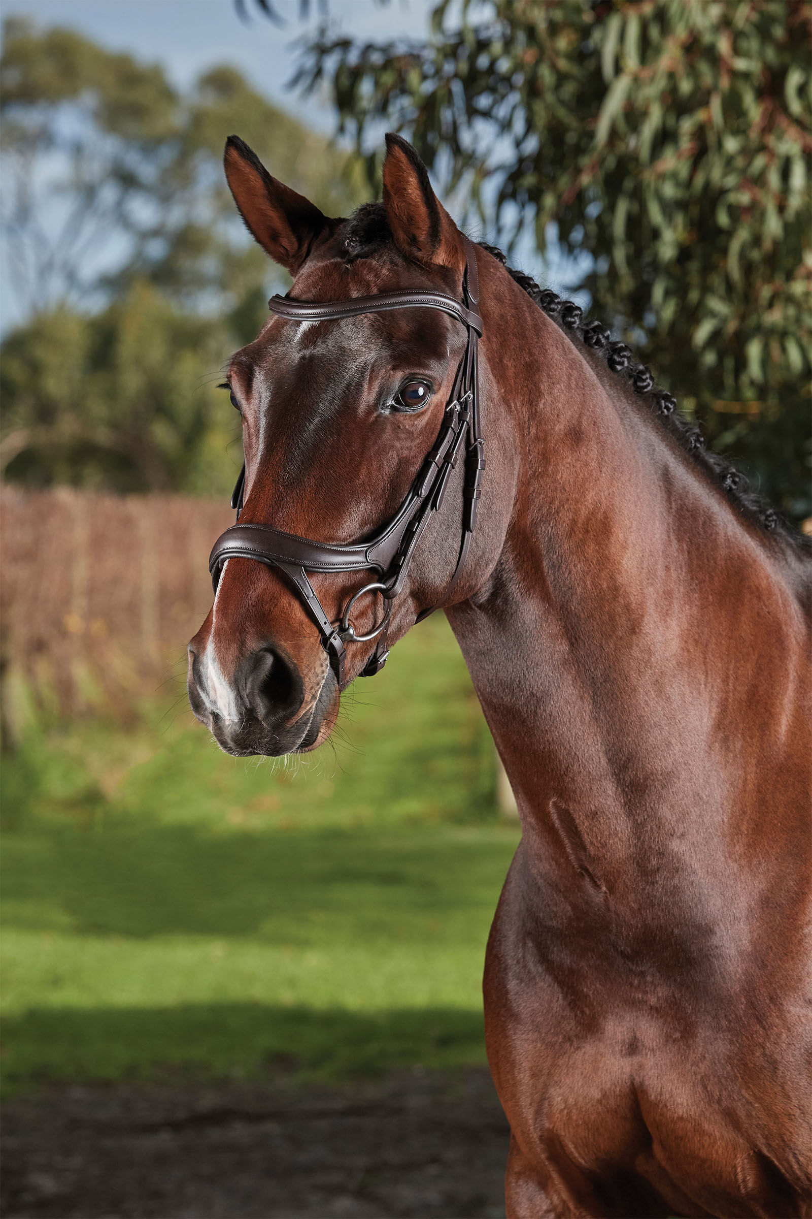 Collegiate Comfitec Vogue Anatomical Bridle