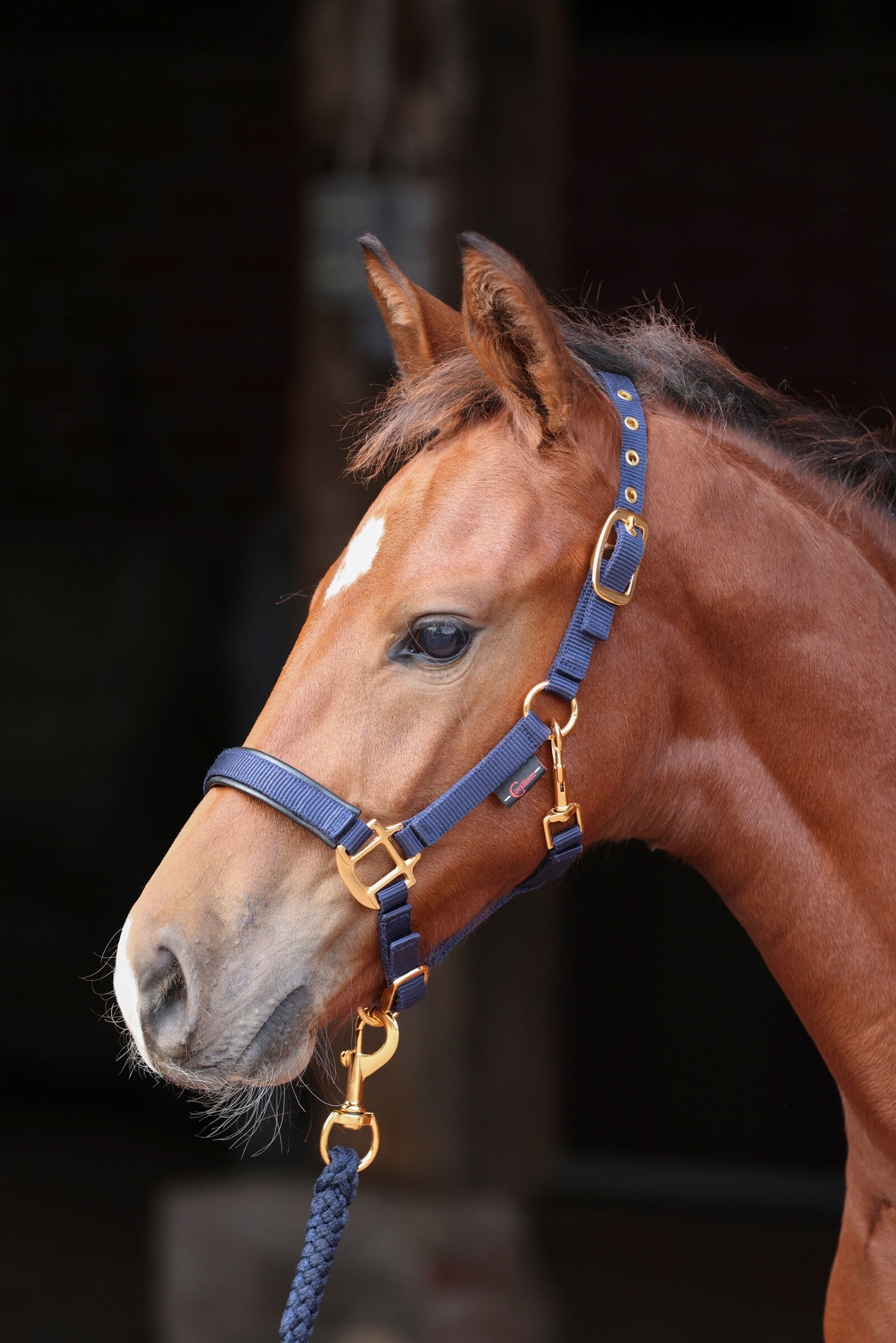 Covalliero TopLine veulenhalster