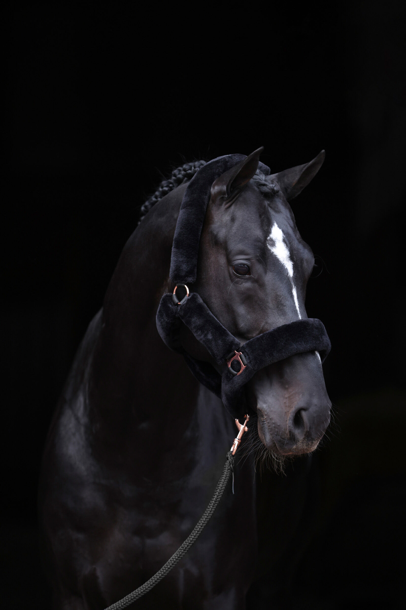 Covalliero Halters