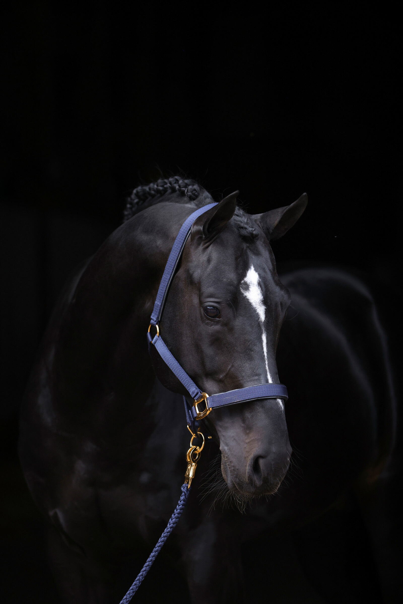 Covalliero TopLine halster