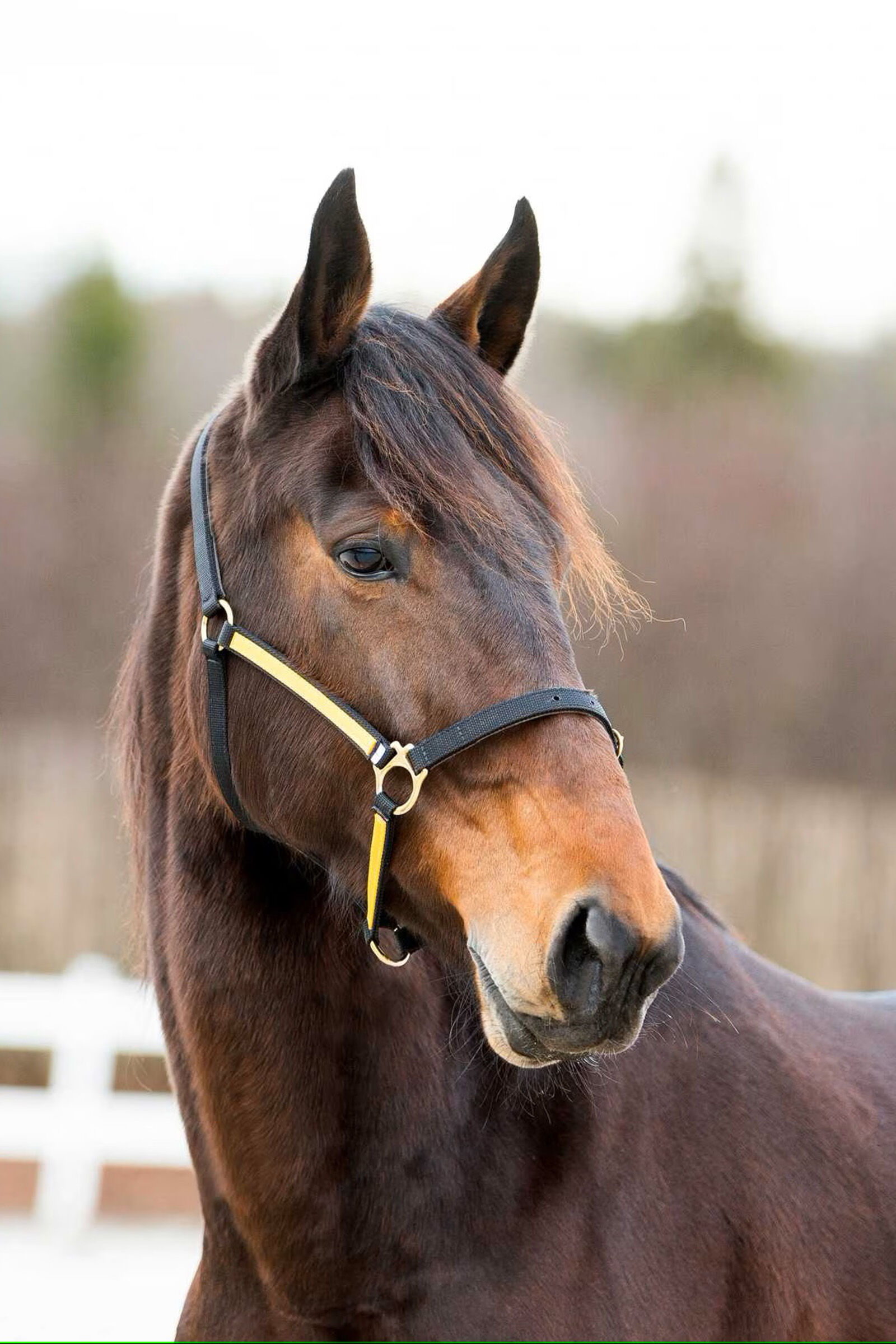 Finntack Pro Yankee nylongrimma med öppen nos