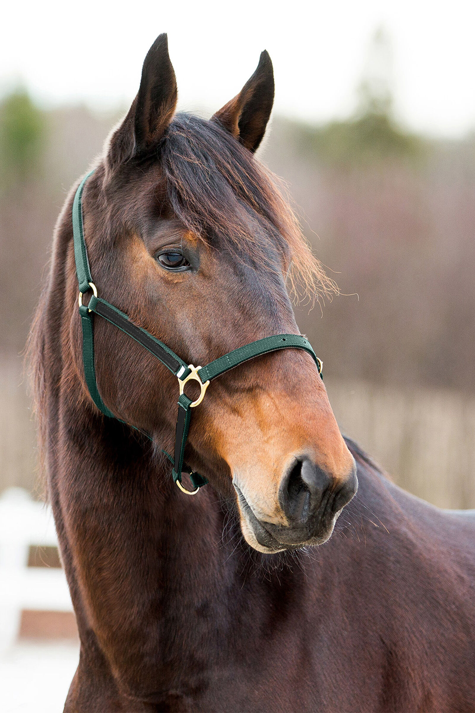 Finntack Pro Yankee nylongrimma med öppen nos