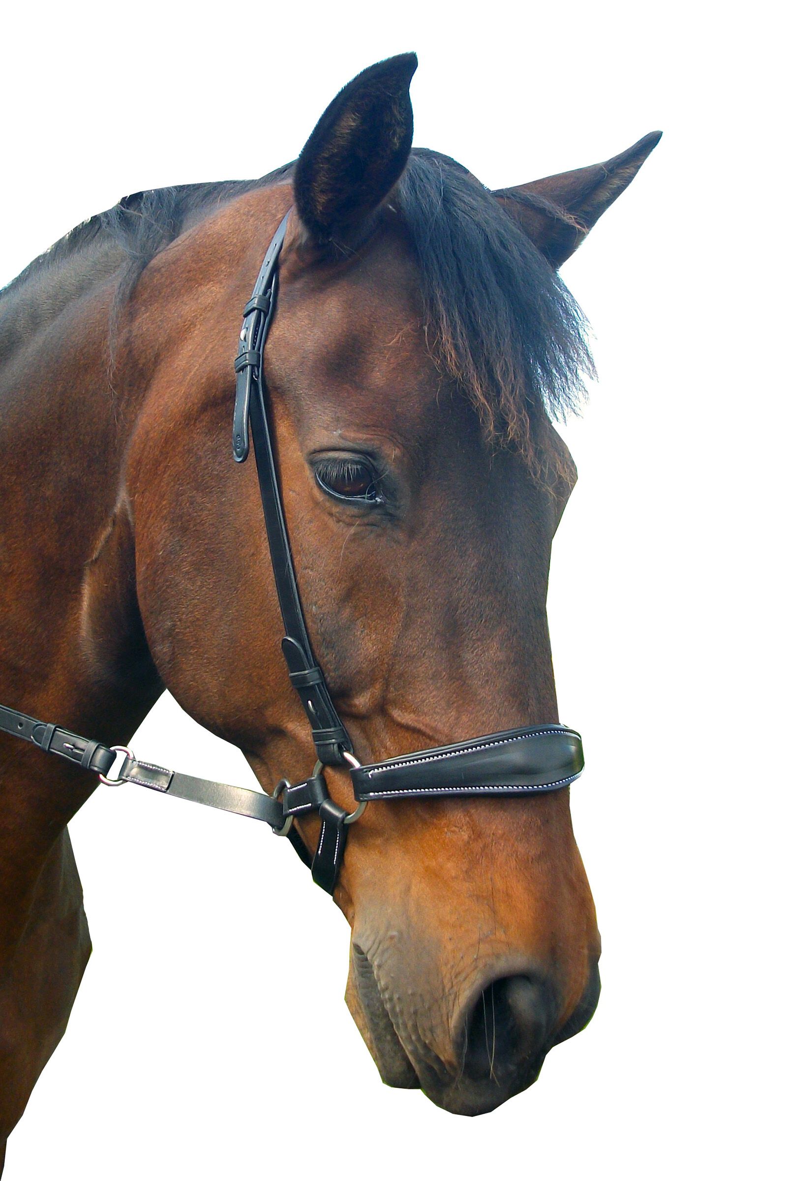 F.R.A. Freedom Riding Articles Lami Bitloos Hoofdstel (System 4), met teugels & studhook connector, Black, F