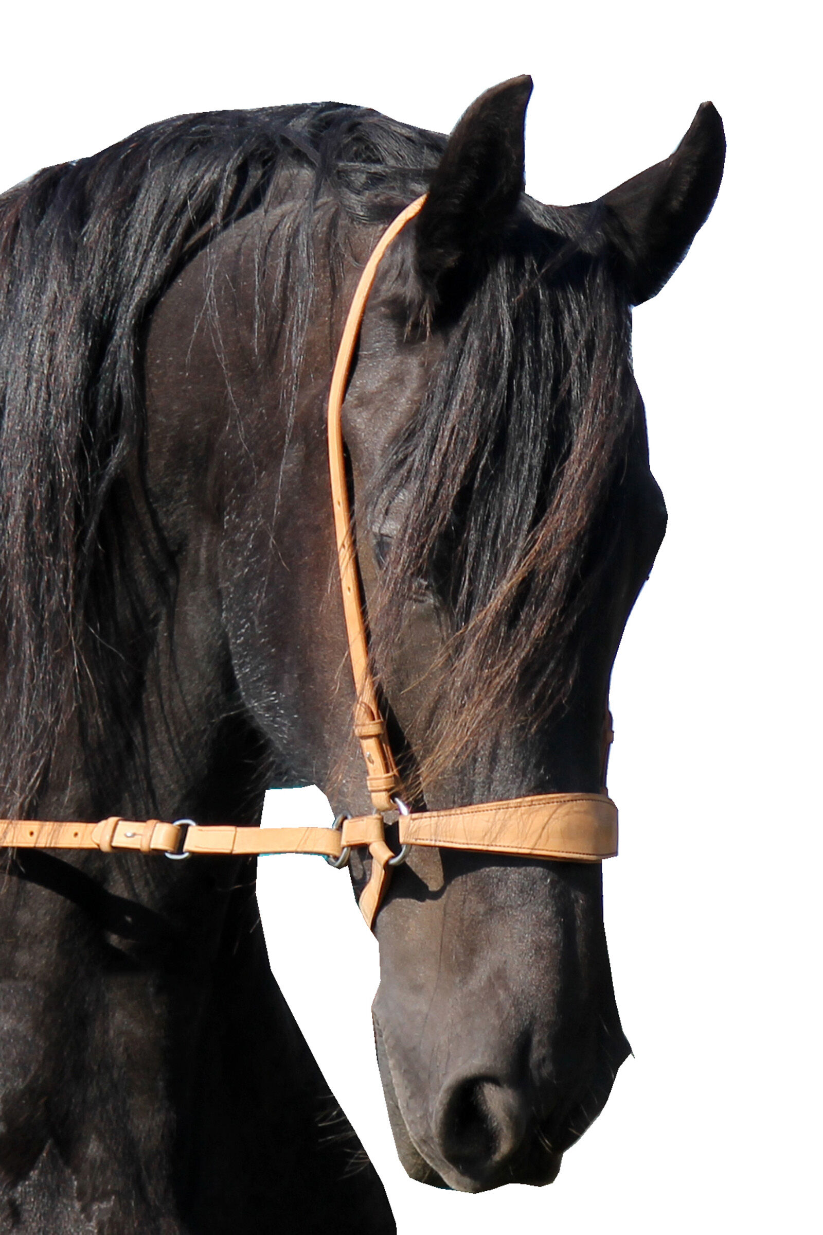F.R.A. Freedom Riding Articles Lami Bitloos Hoofdstel (System 4), met teugels & studhook connector, Natural, F