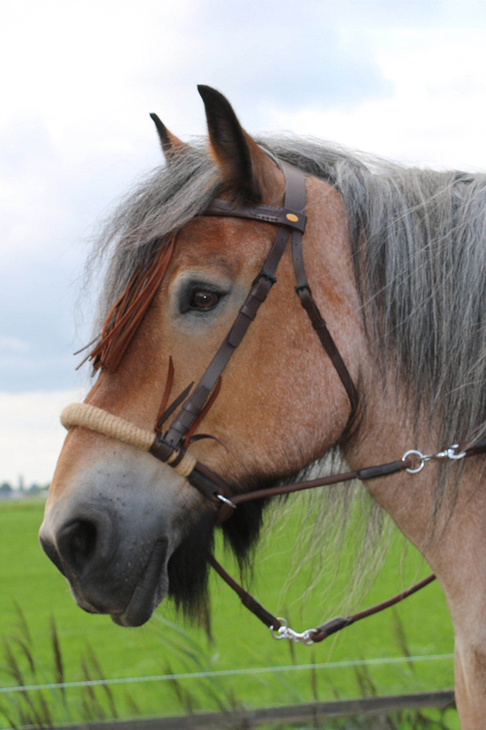 F.R.A. Freedom Riding Articles Tinver Bitless Bridle With Reins (System 4), Shire, Brown, XF
