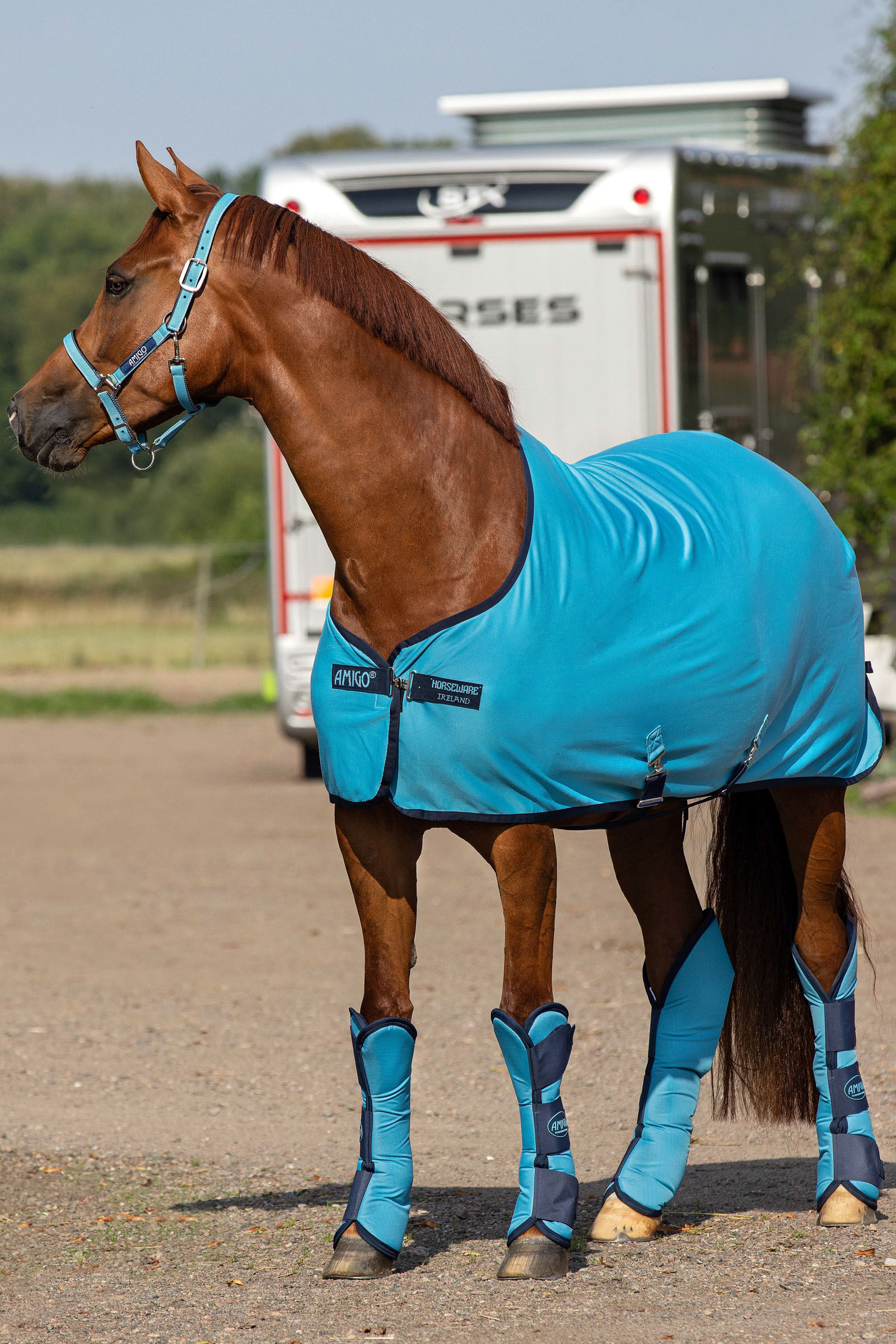 Horseware Amigo Jersey Cooler Abschwitzdecke  Delphinium Blue / Navy 140