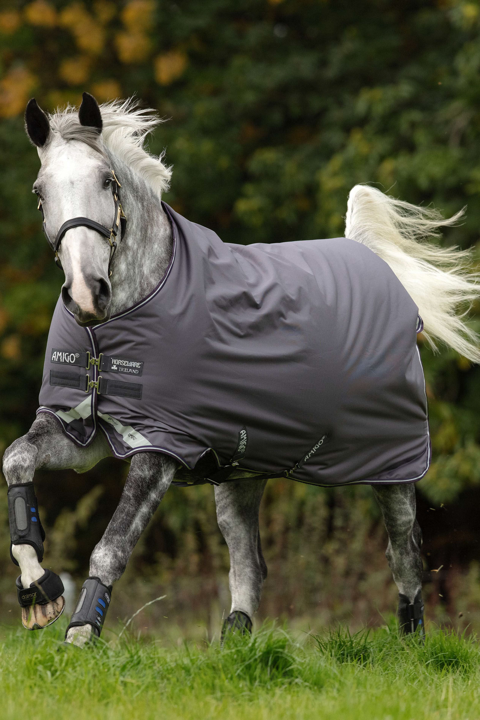 Horseware Amigo Bravo 12 kültéri takaró, 0 g, Excalibur/Plum/Silver, 140