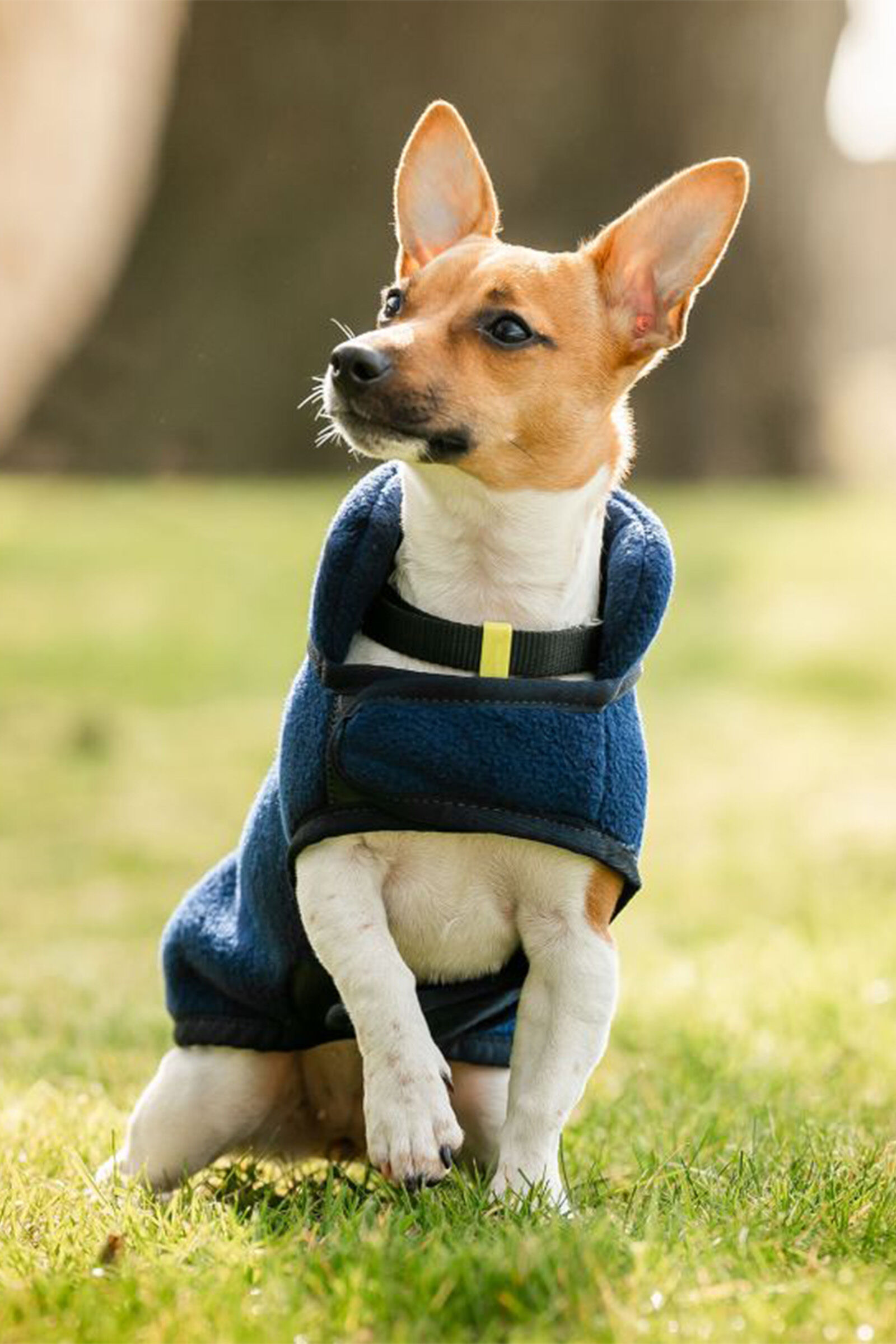 Horseware Signature Hundfleecefilt