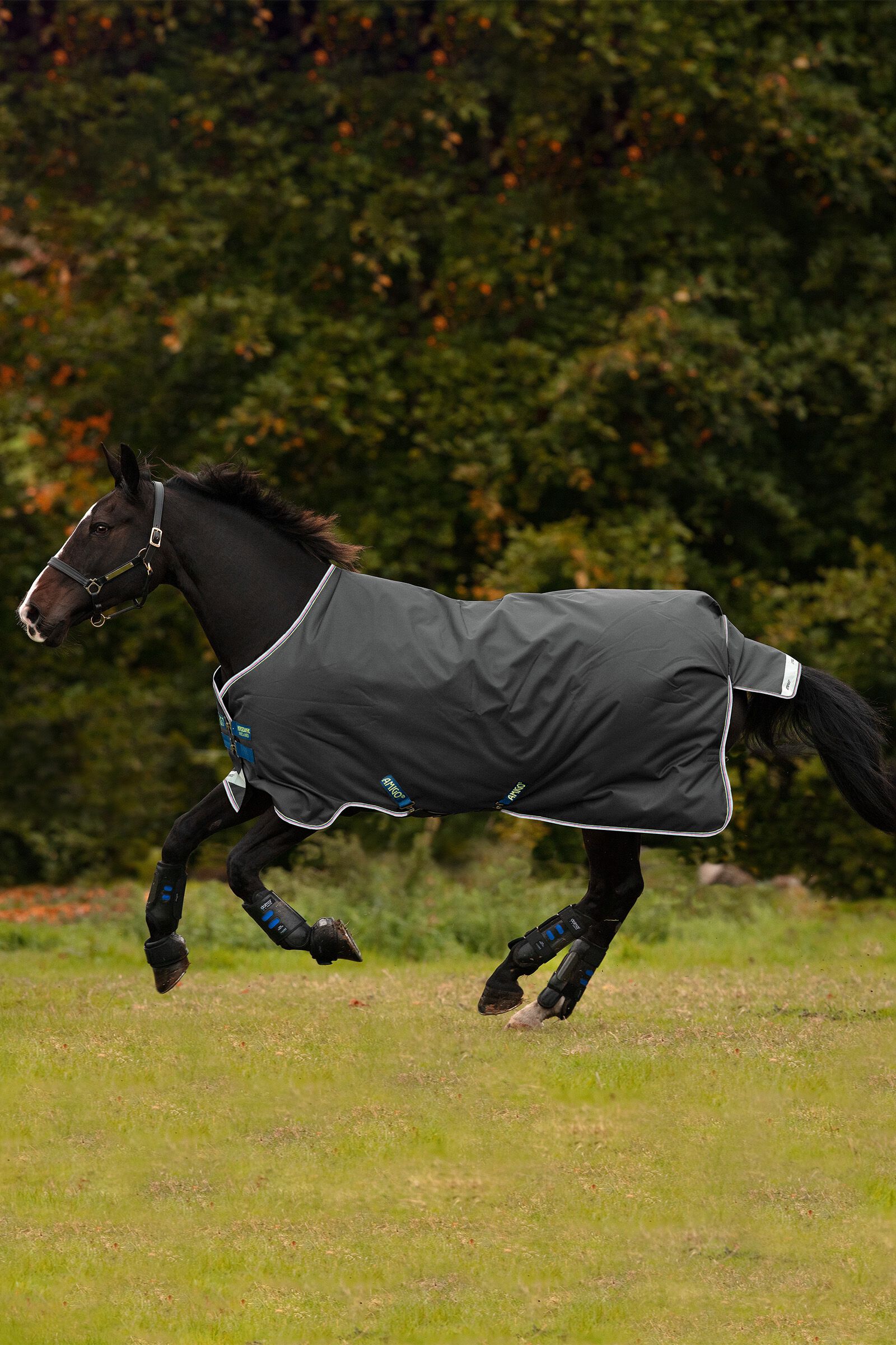 Horseware Amigo Bravo 12 Turnout Rug, 100g