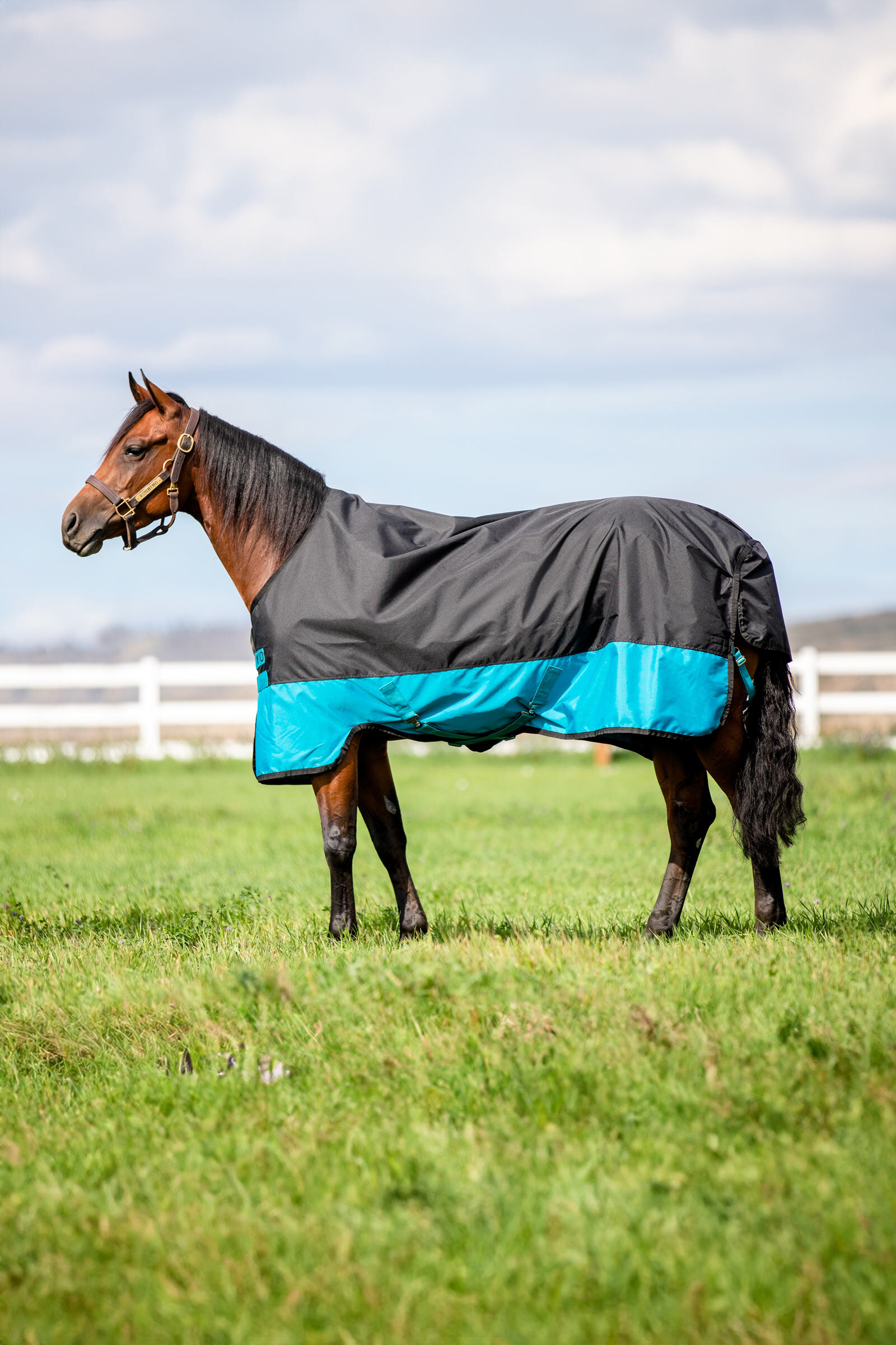 Horseware Mio Turnout Rug, 0g, Black/Turquoise Blue, 75