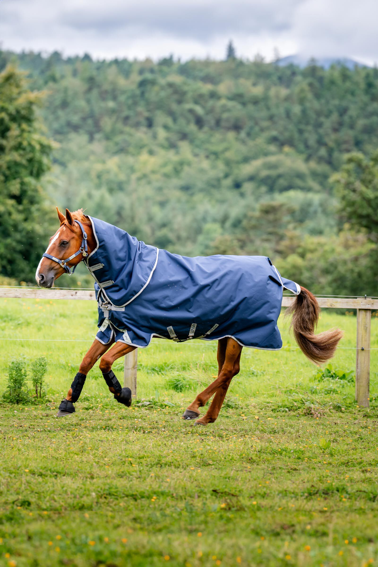 Horseware Amigo Bravo 12 Plus utetäcke med avtagbar hals, 400g
