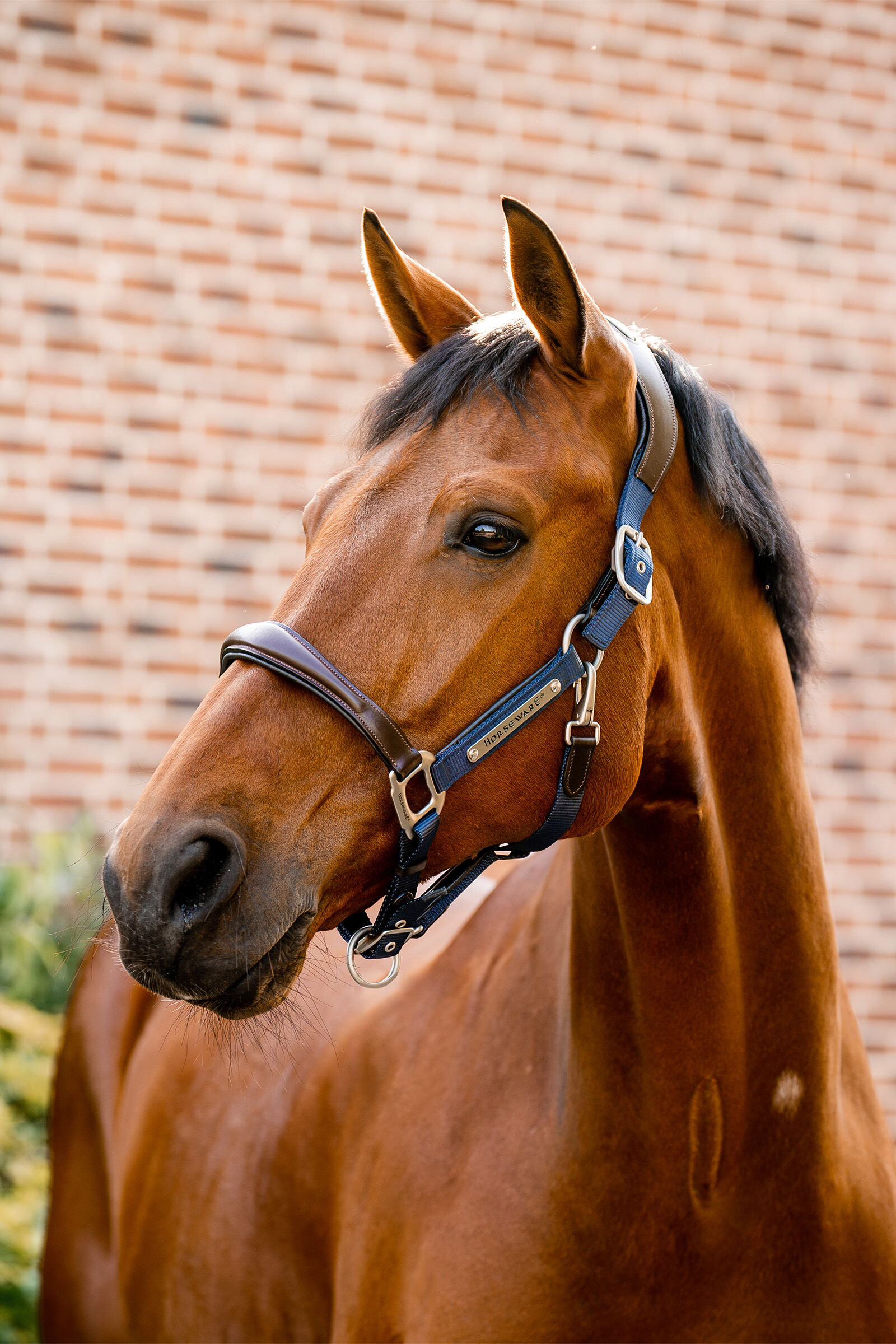 Horseware Signature Show Halter