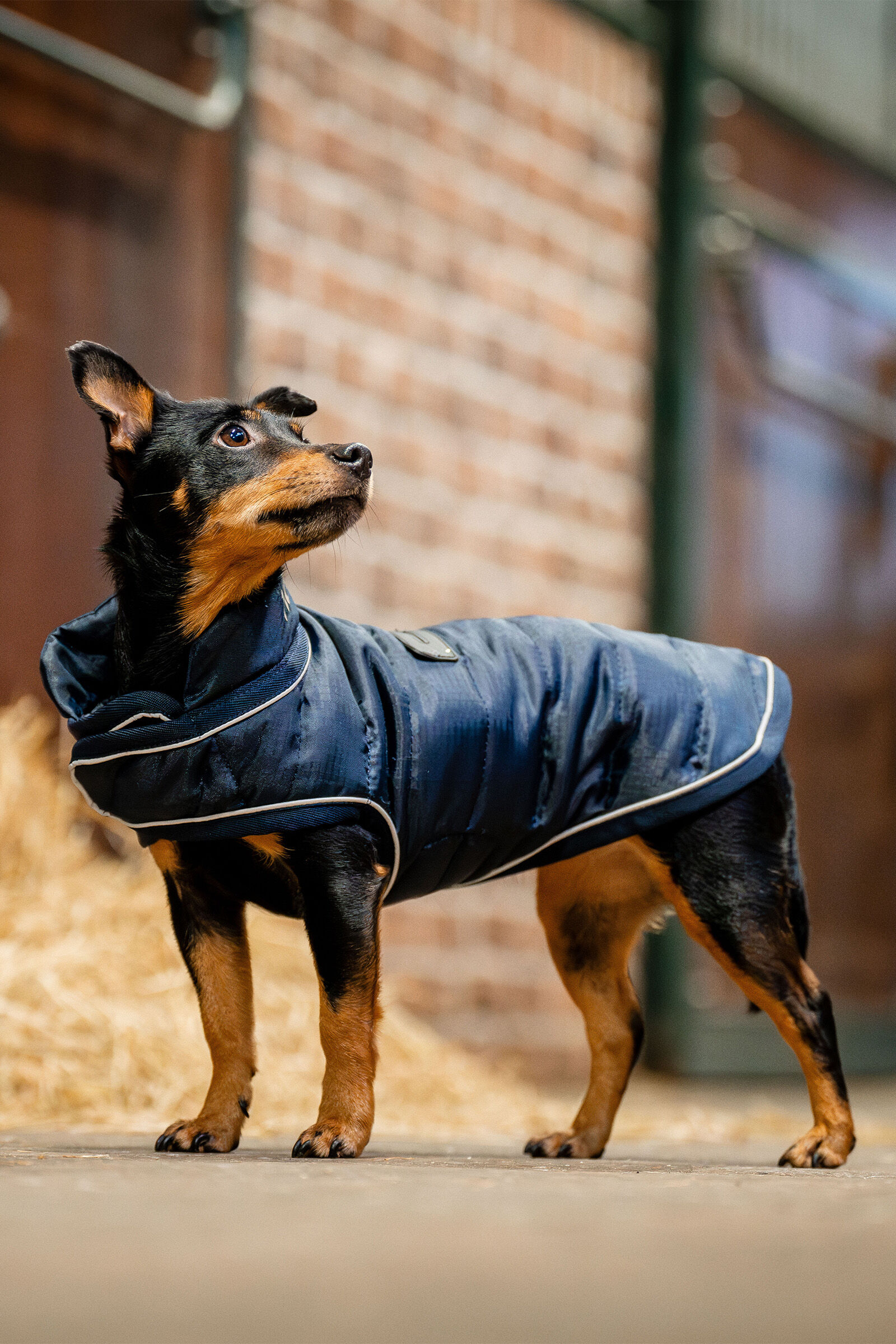 Horseware Signature Dog Rug