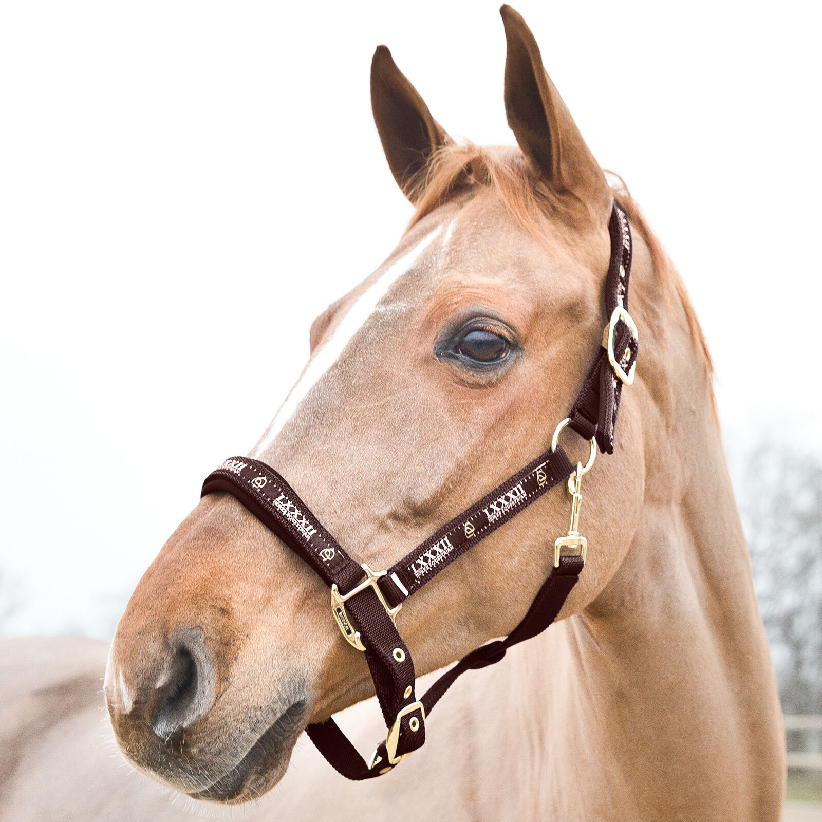 Horze Hamptons Halster