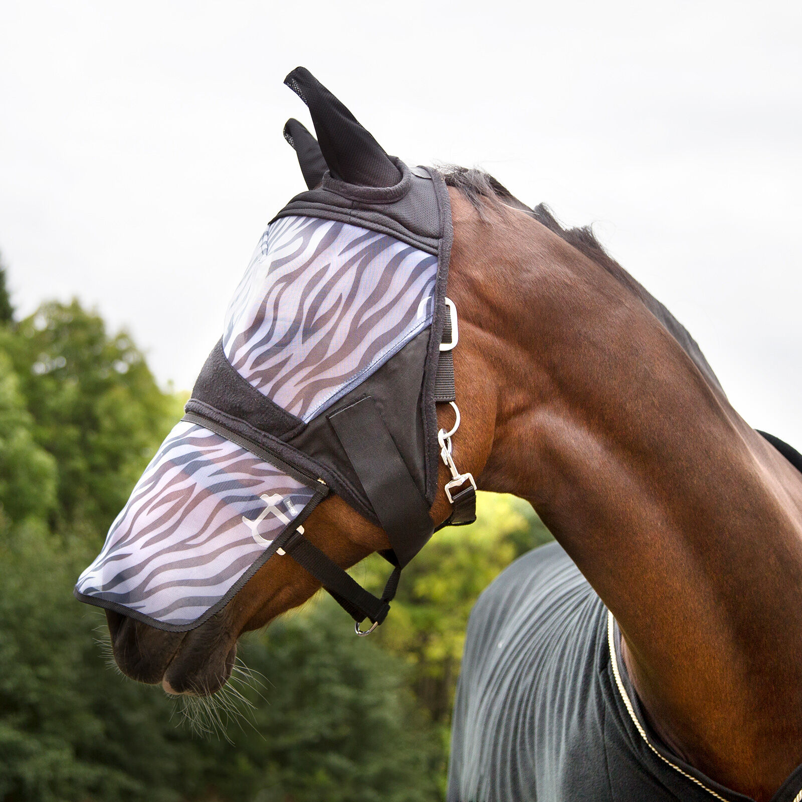 Horze Zebra flughuva