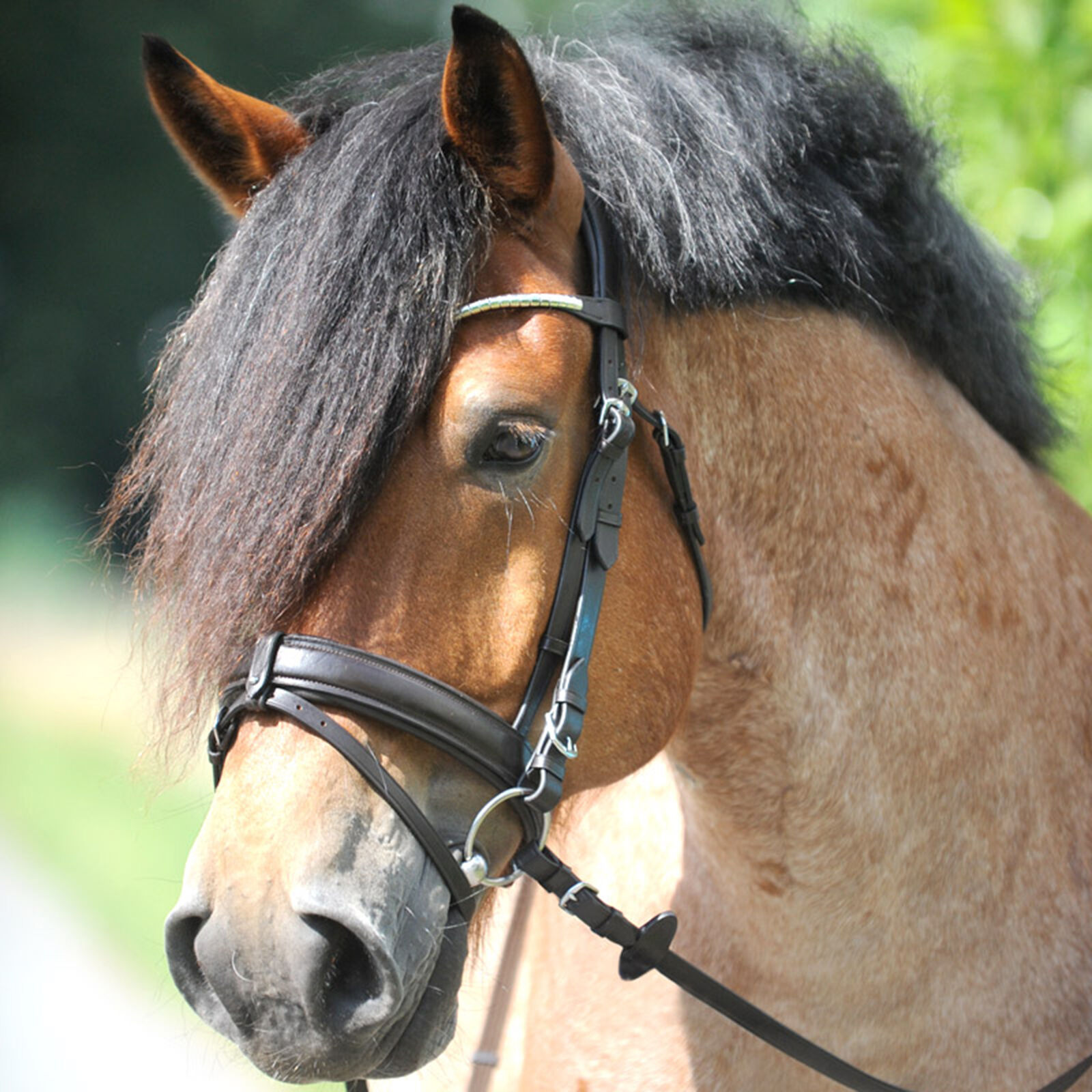 Kavalkade Clinchesse Bridle, Brown/Silver, XF