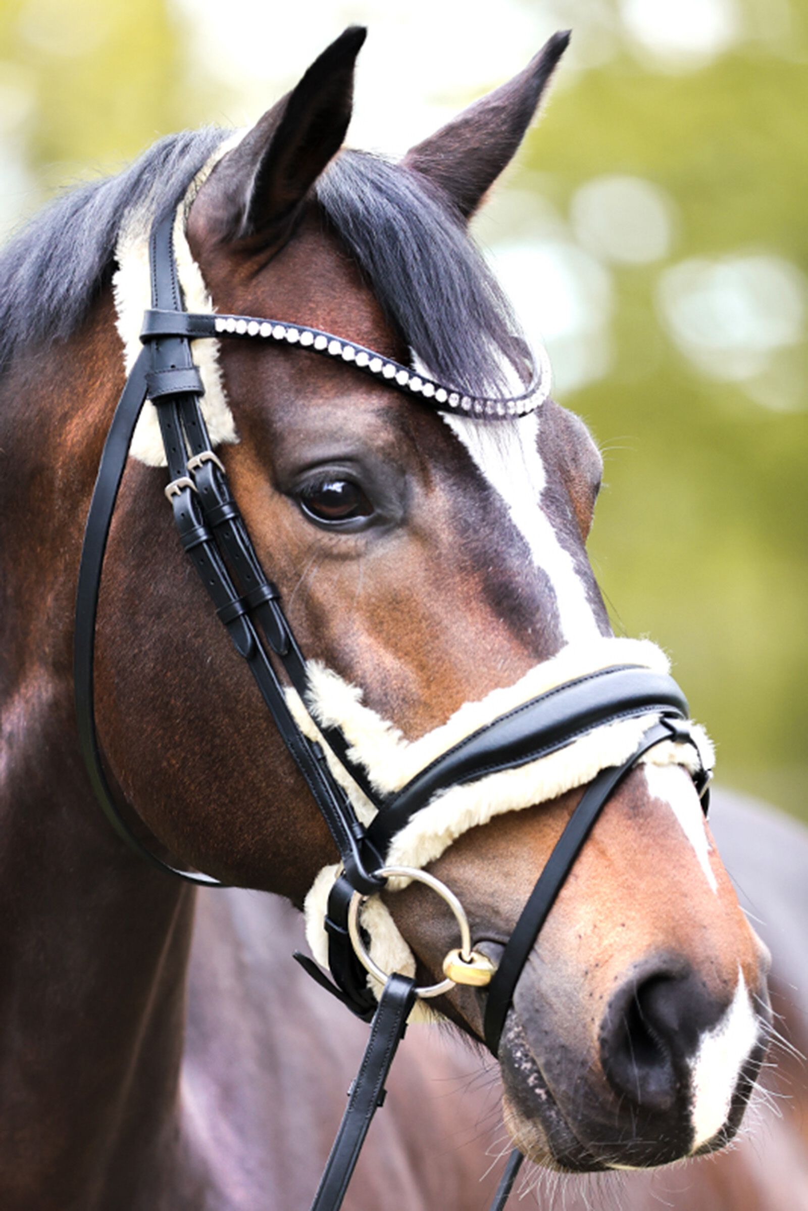 Kavalkade Trensen & Reithalfter