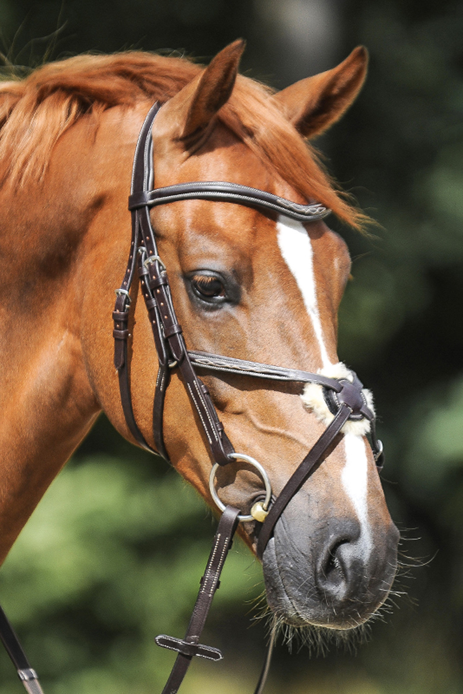 Kavalkade Diandro Grackle Bridle, Black, C