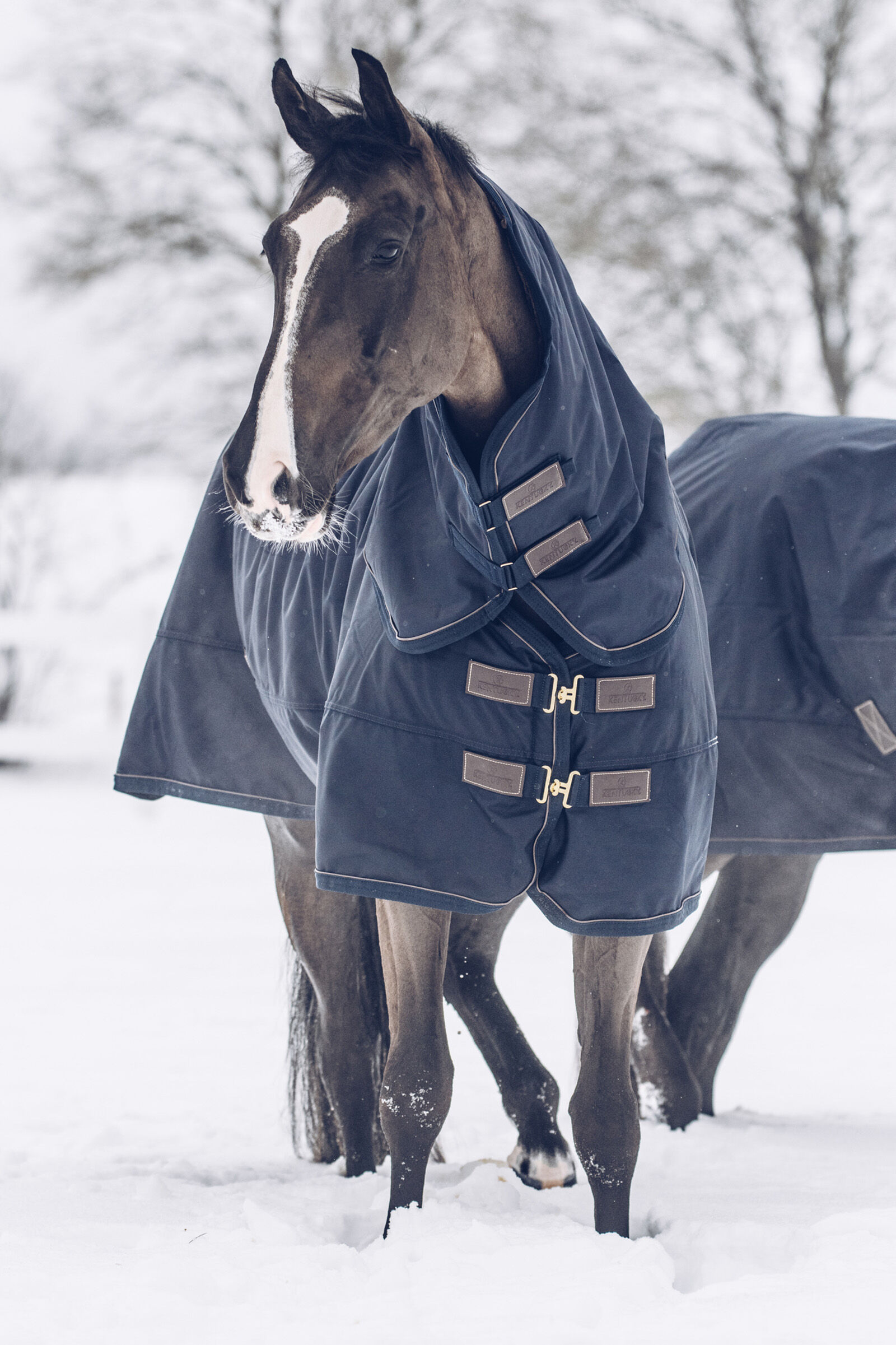 Kentucky Horsewear Turnout Rug All Weather Waterproof Classic, 300g