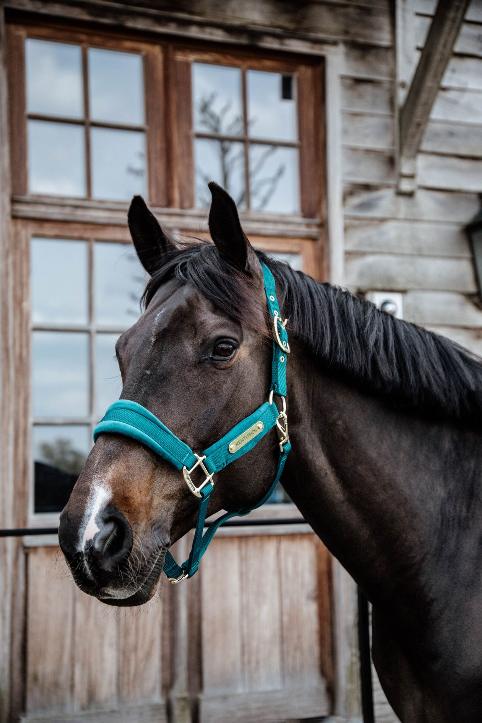 Kentucky Horsewear Velvet grimma