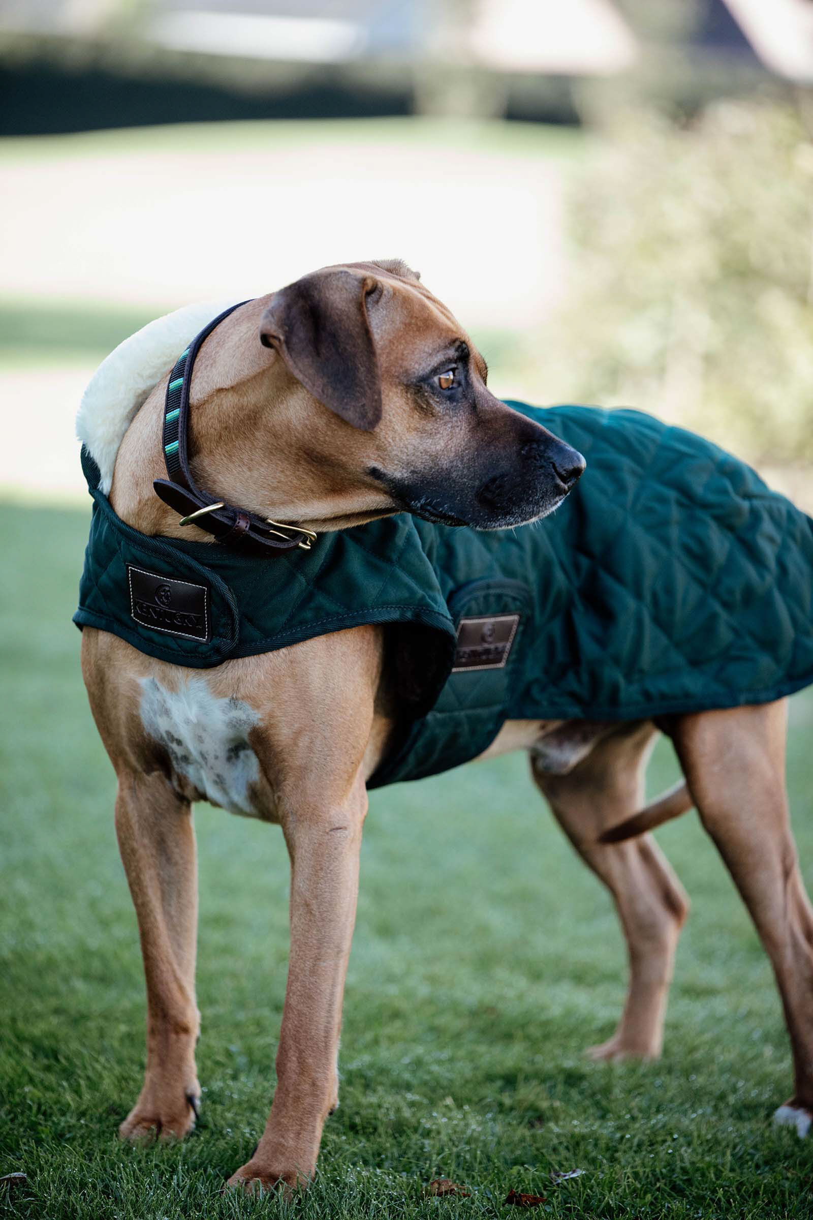 Kentucky Dogwear hundtäcke