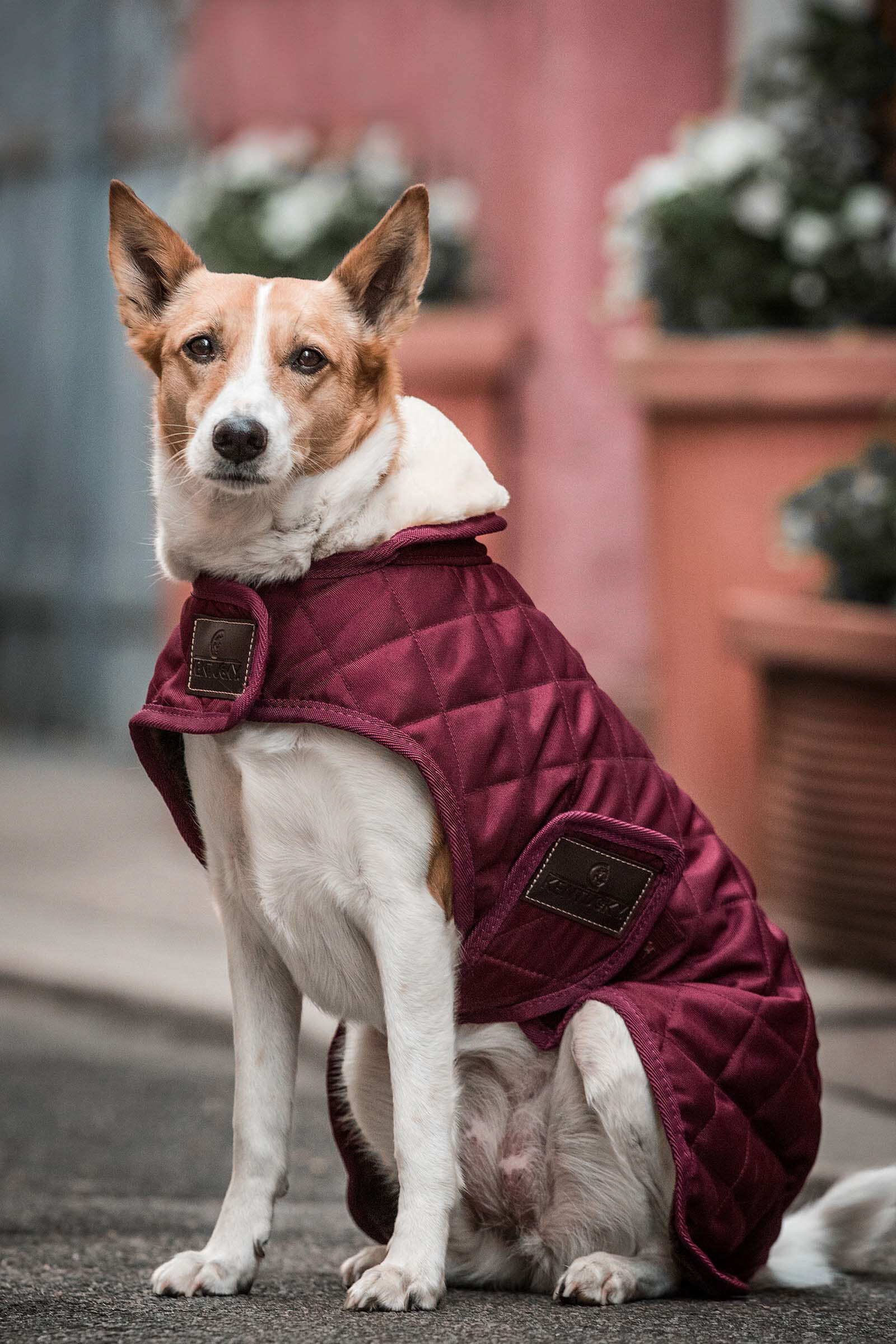Kentucky Dogwear Hondendeken