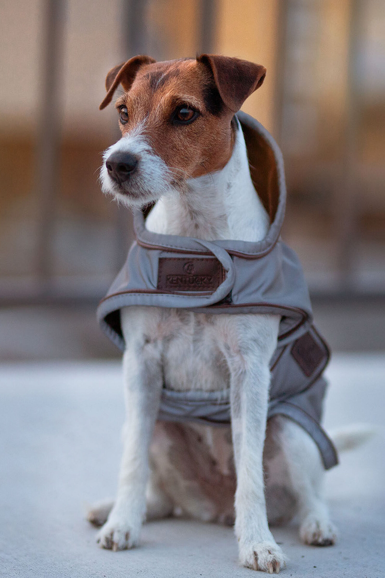 Manteau pour chien réfléchissant et déperlant Kentucky Dogwear, Silver, XL