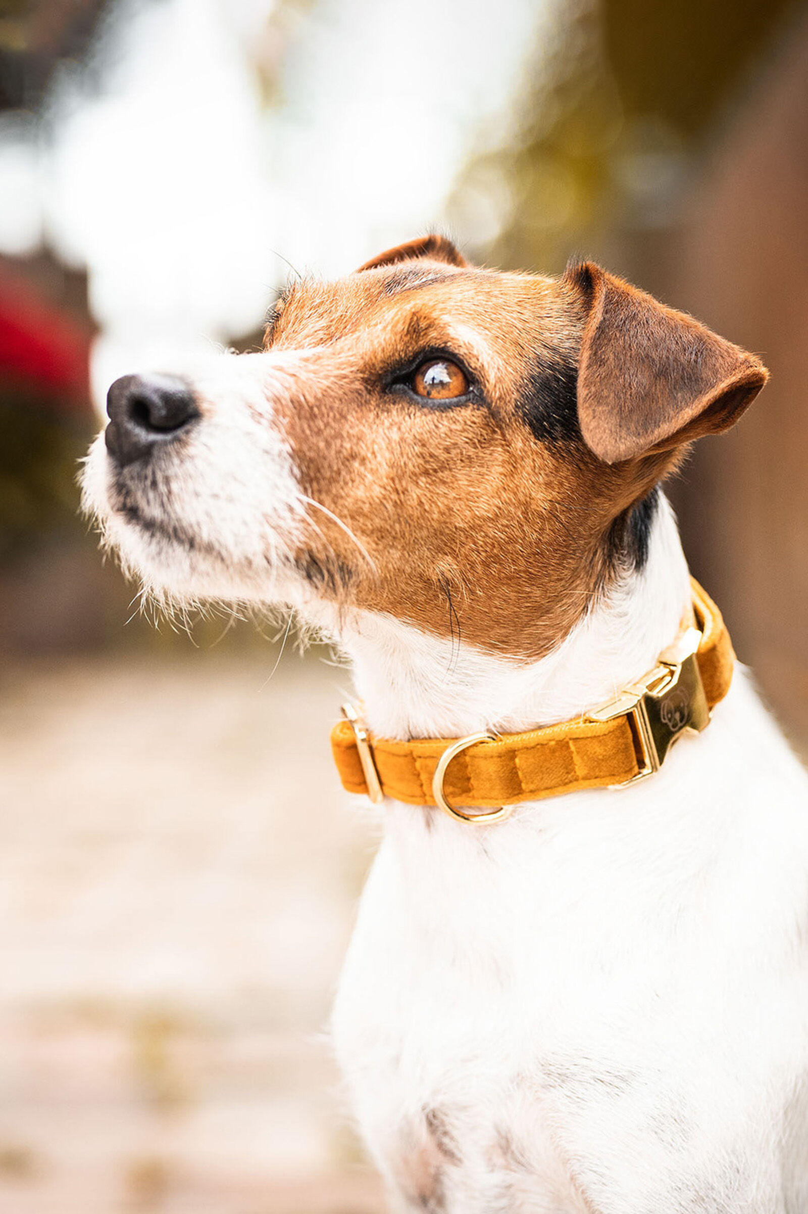 Kentucky Dogwear Dog Collar Velvet, Maize Yellow, XS