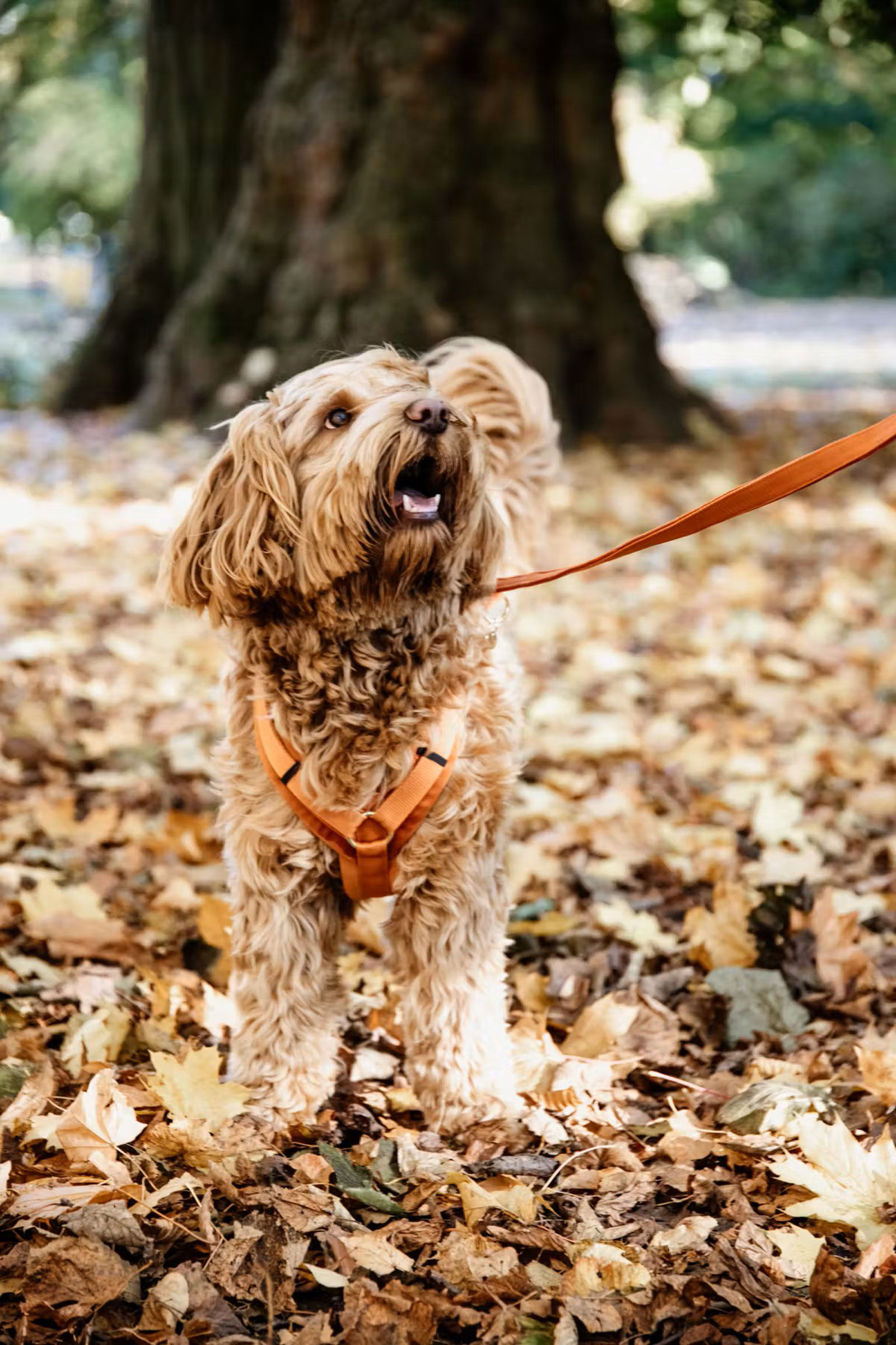 Kentucky Dogwear Active Velvet Hám, OR/B, XXS